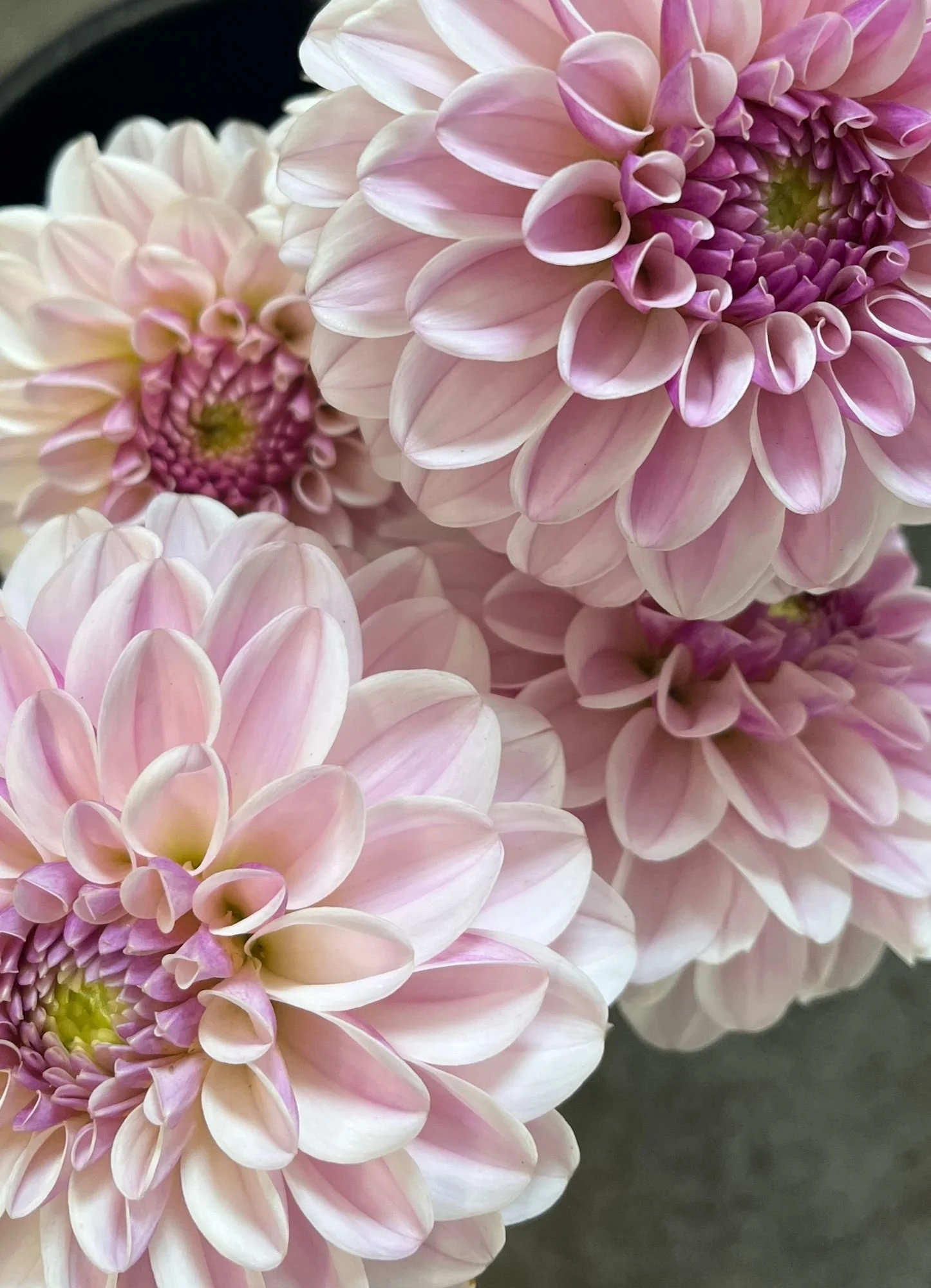 DAHLIA Pink Silk