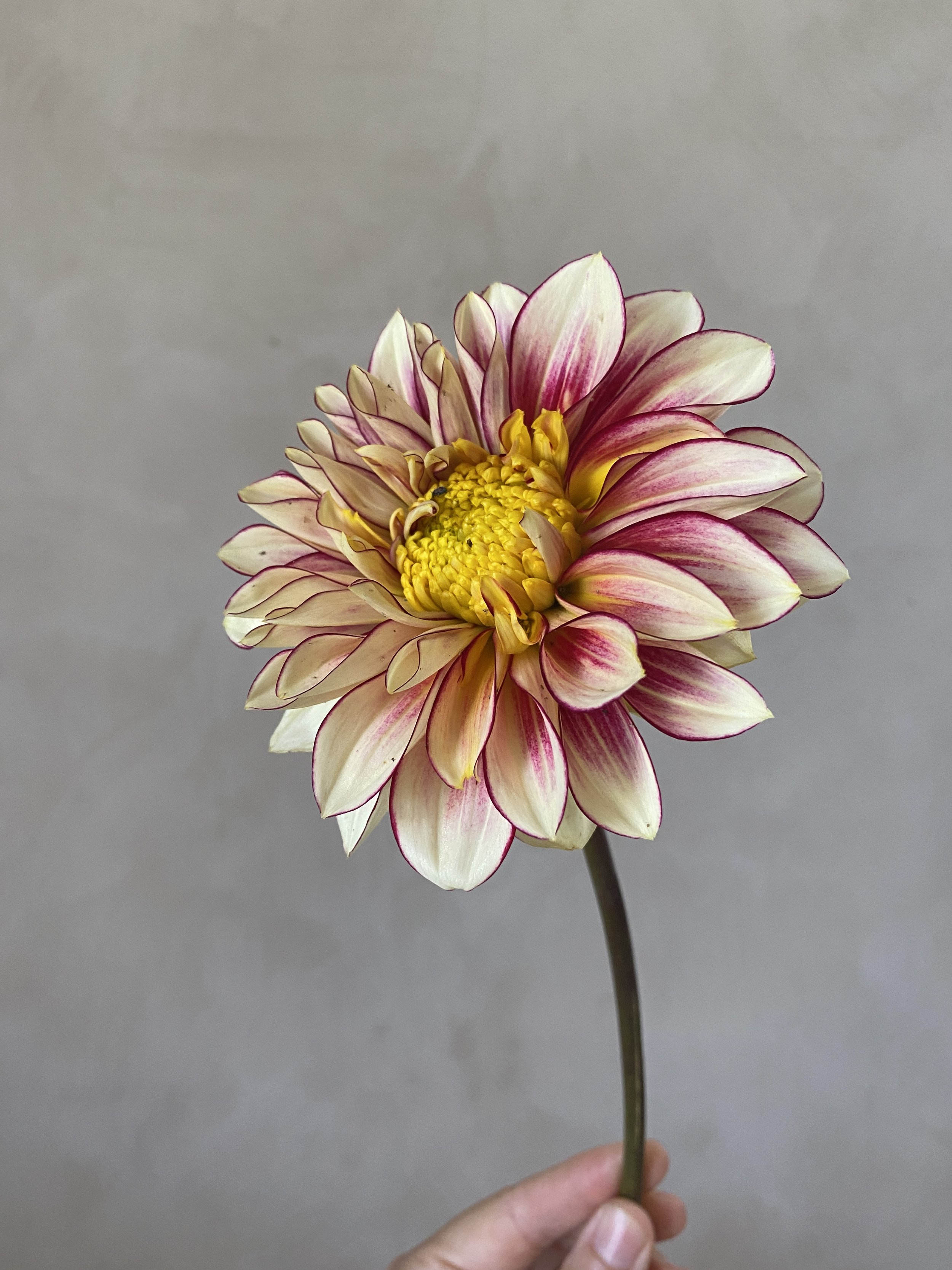 Dahlia 'Polka'