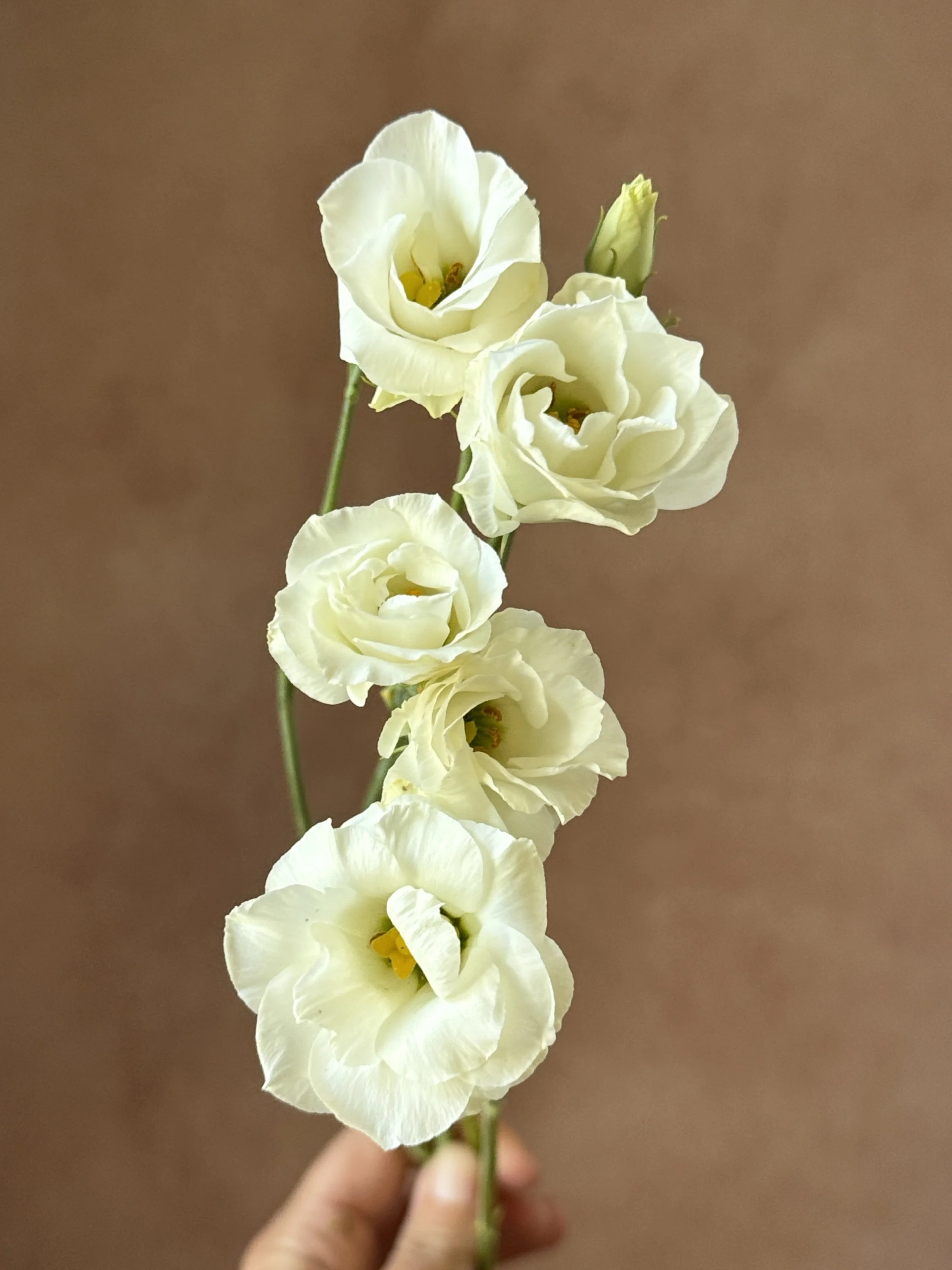 EUSTOMA grandiflorum Macheriena White