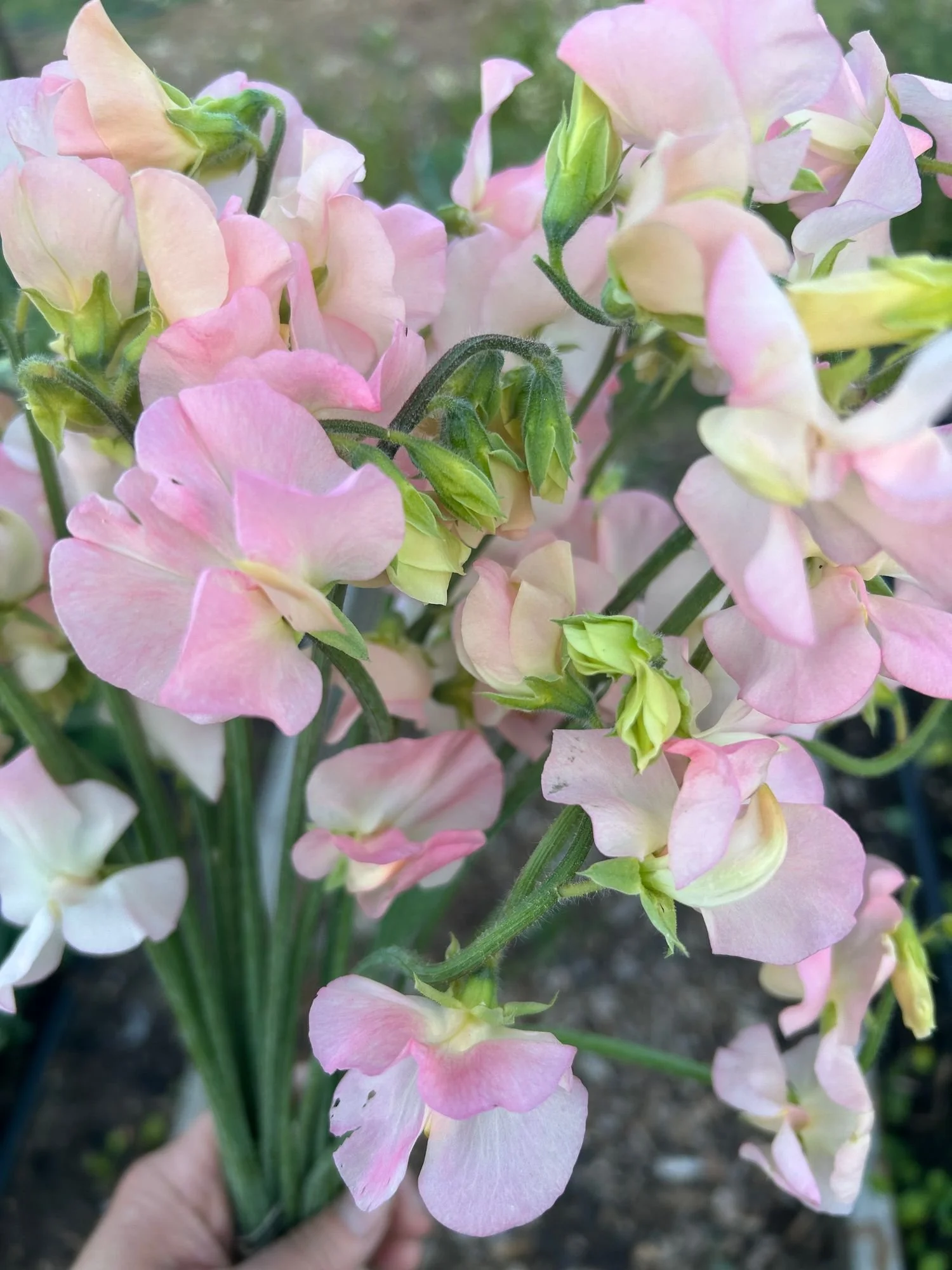 LATHYRUS odoratus Apricot/Peach Mix