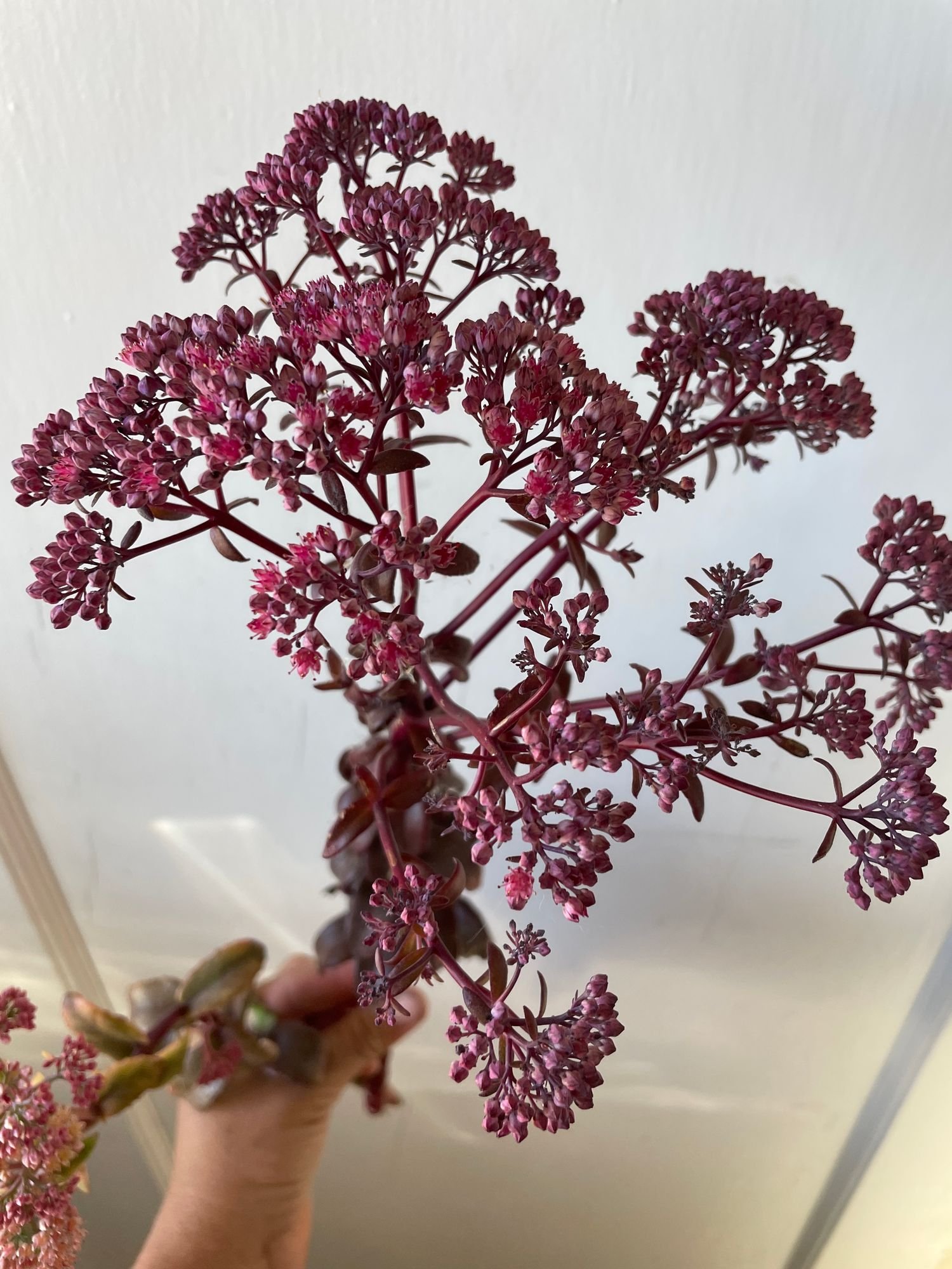 Sedum 'Cherry Truffle'