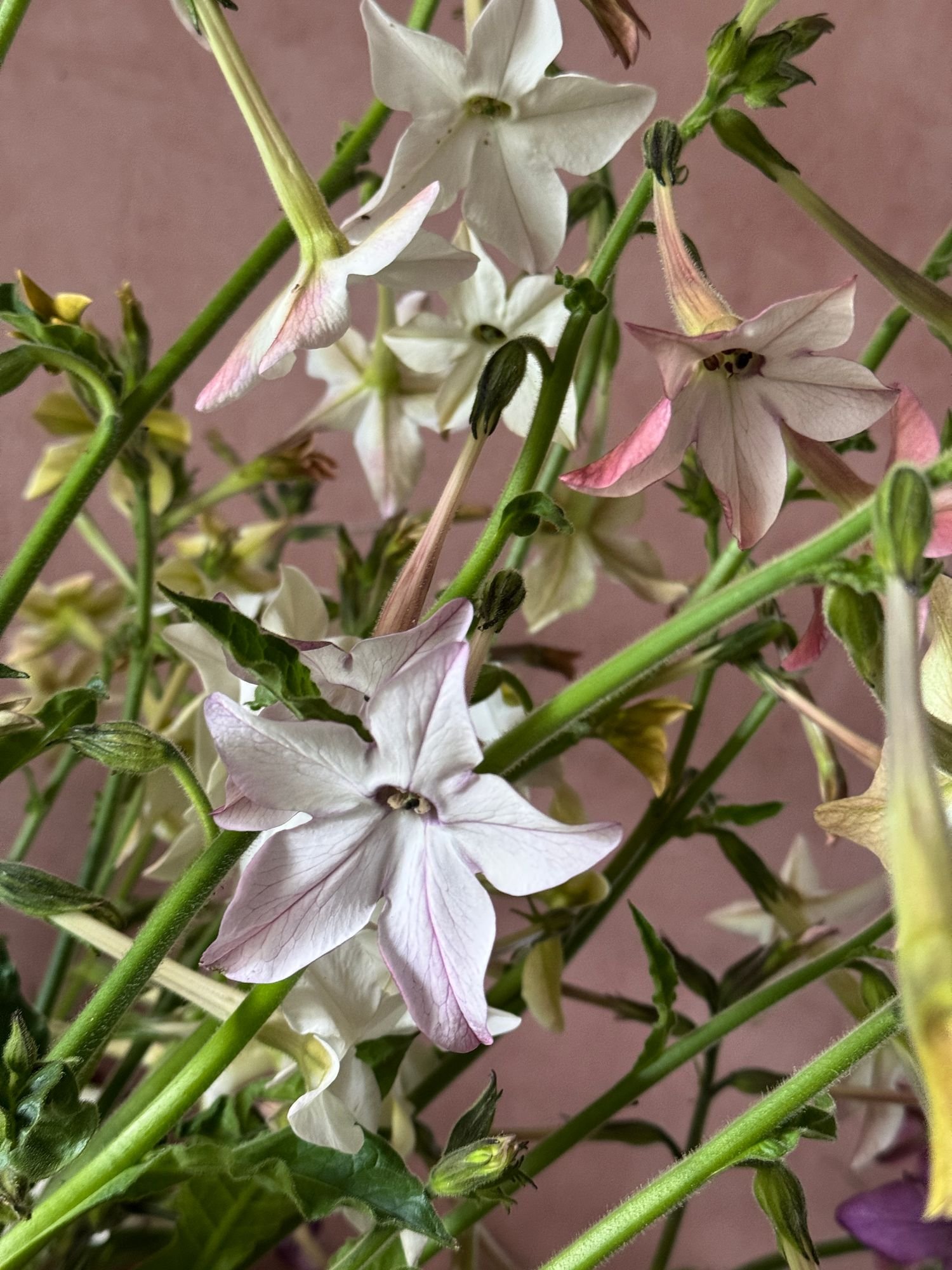 NICOTIANA alata Lavender Cloud