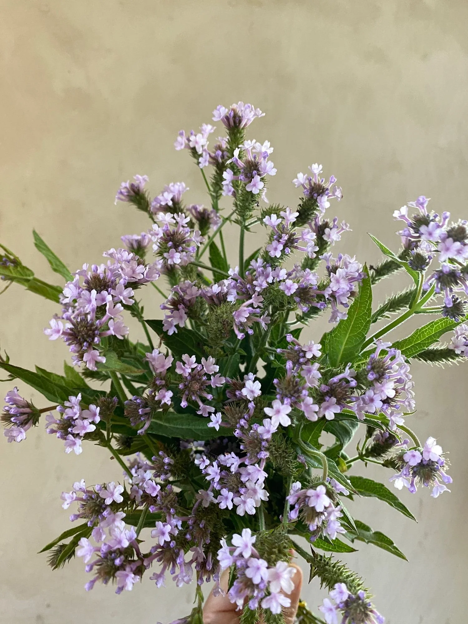 VERBENA hastata