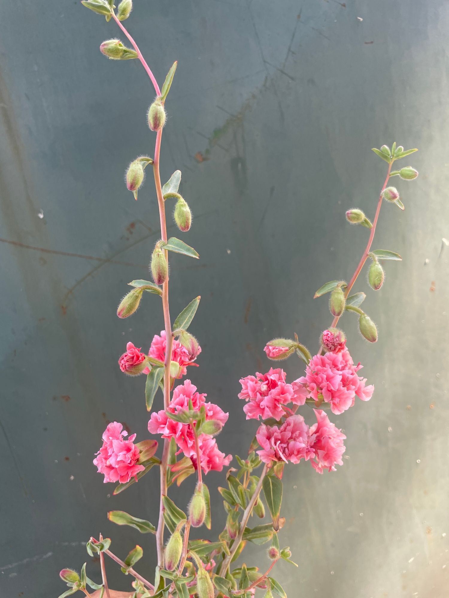 CLARKIA unguiculata Enchantress