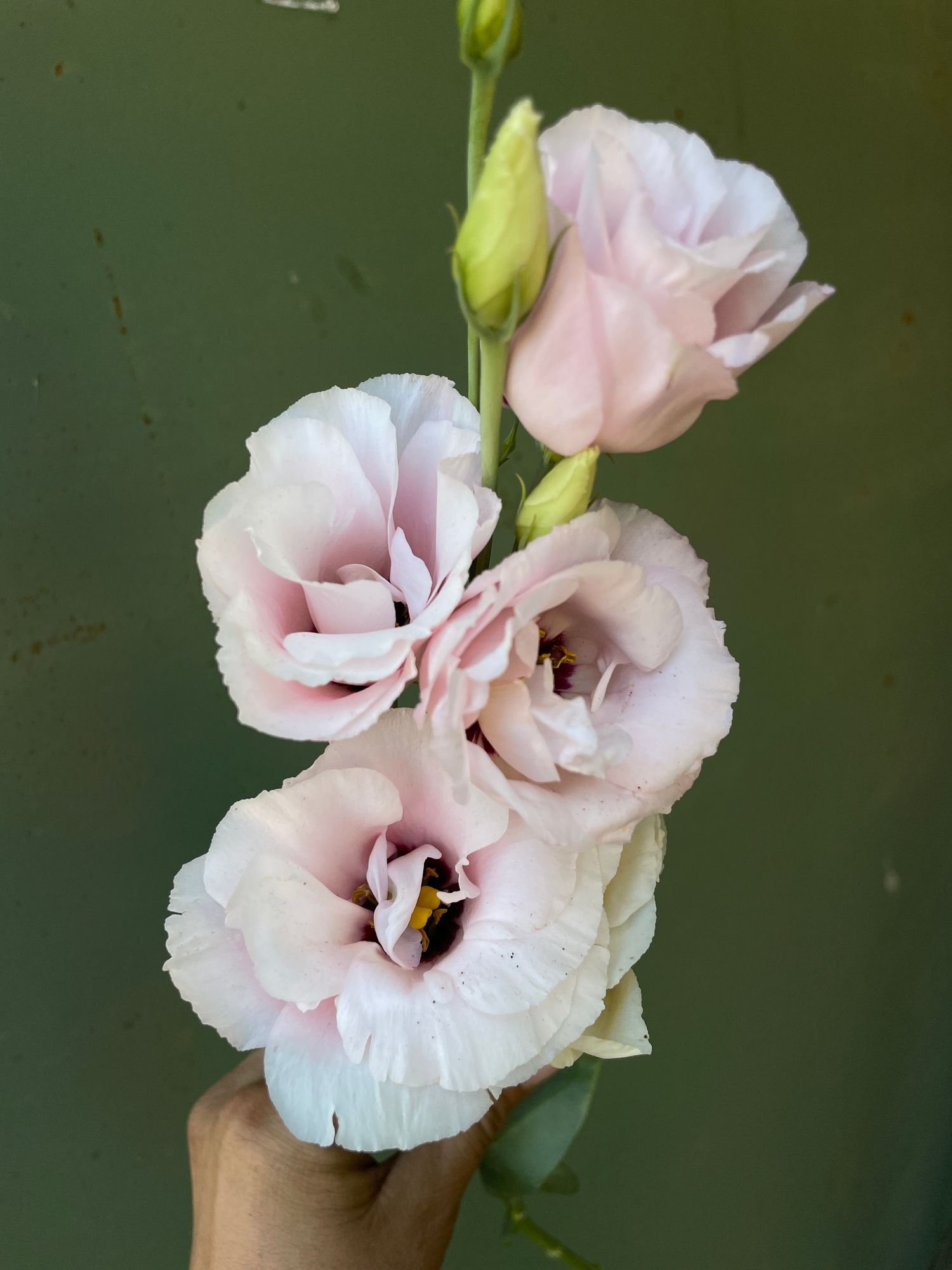 Lisianthus 'Corelli Light Pink'