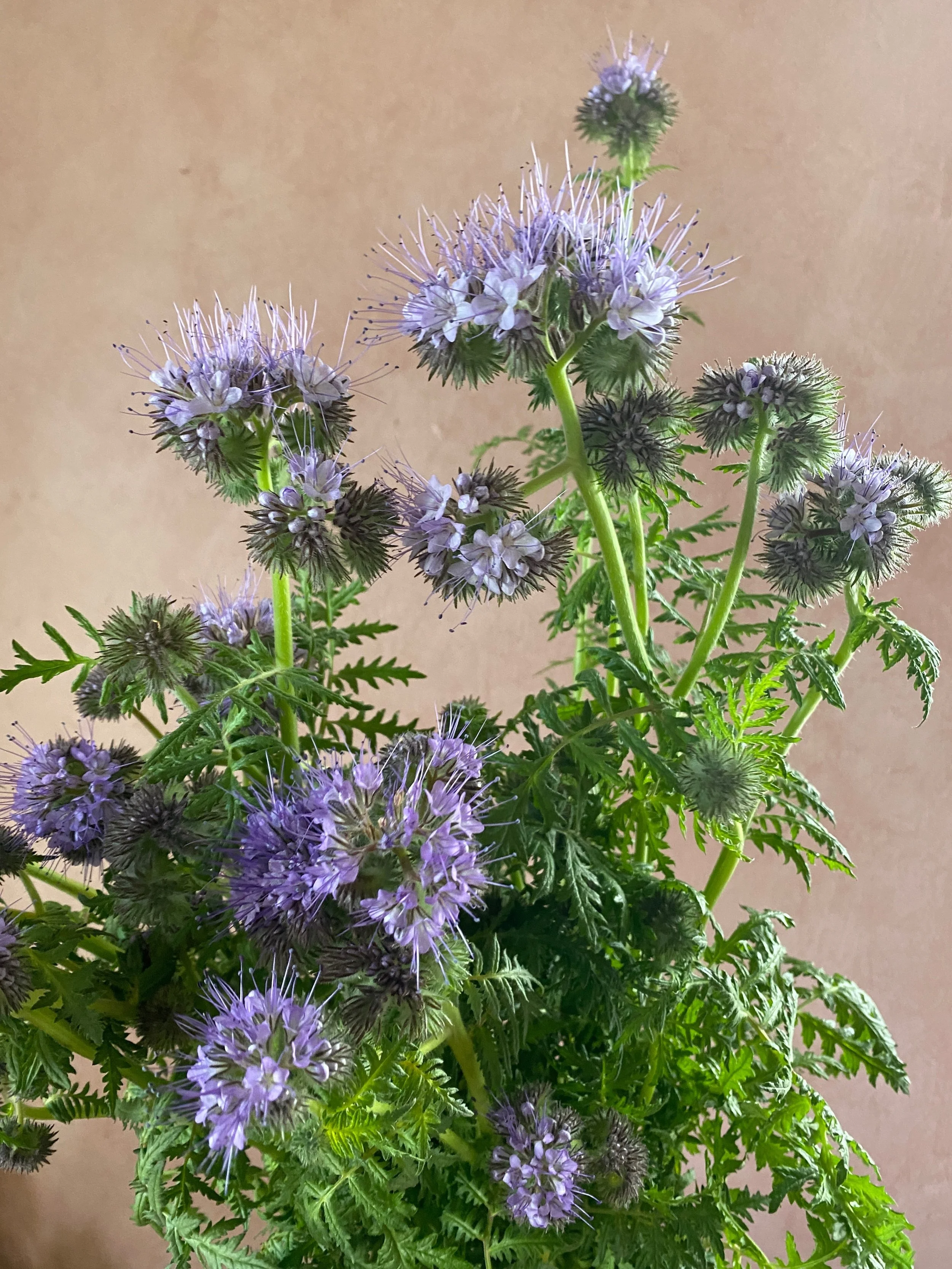 Phacelia tanacetifolia