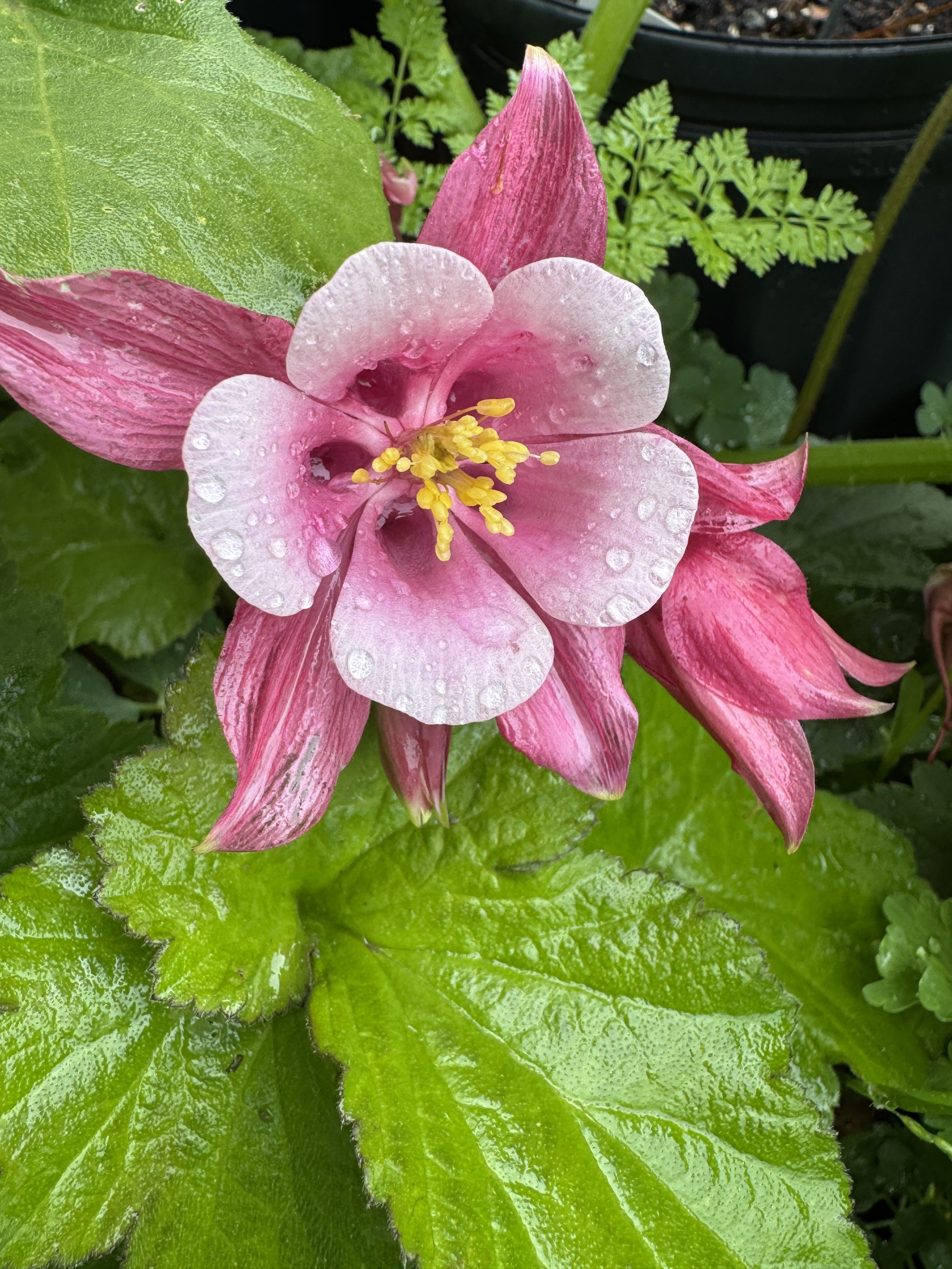 AQUILEGIA caerulea Kirigami Rose & Pink
