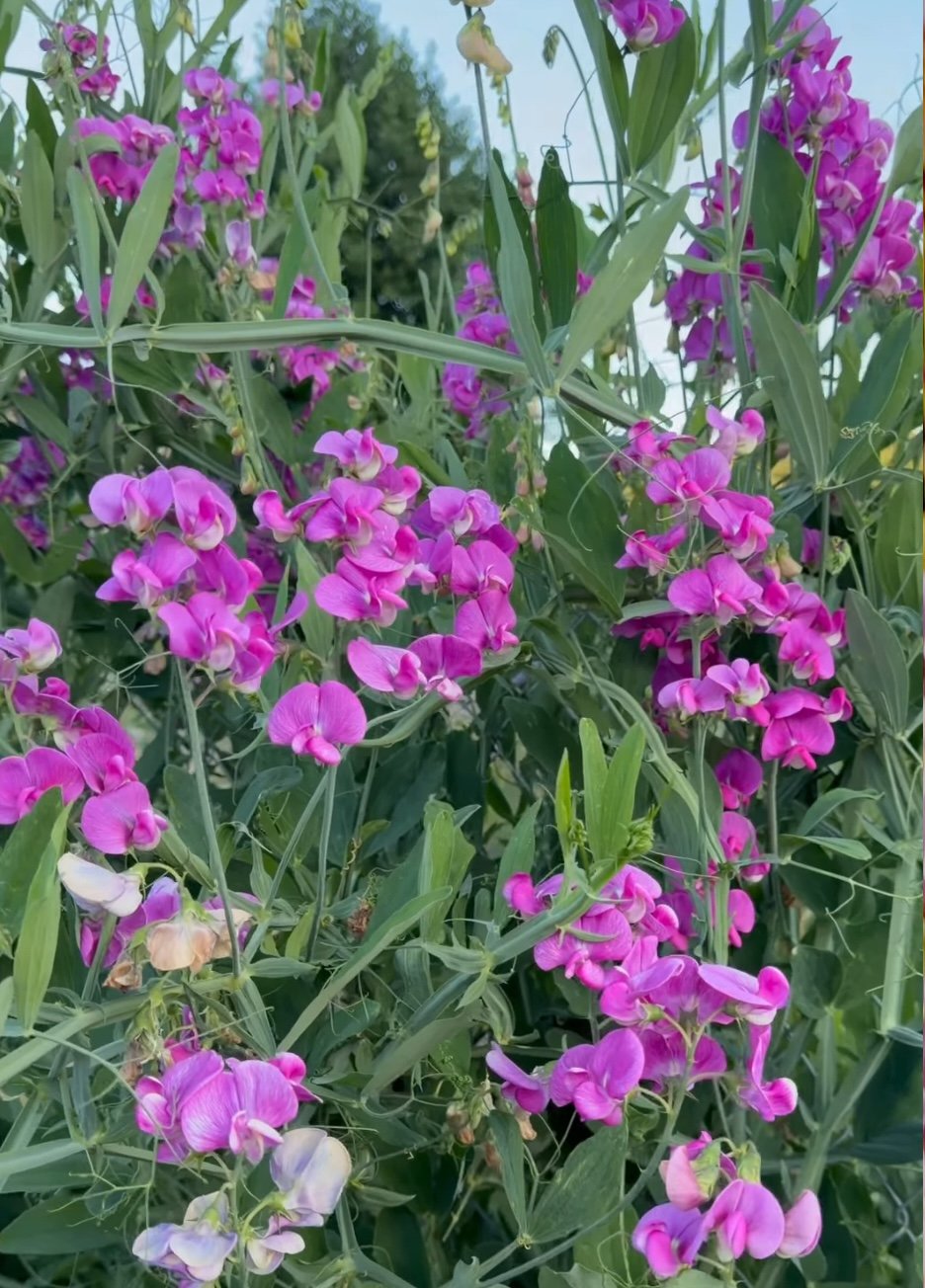LATHYRUS latifolius