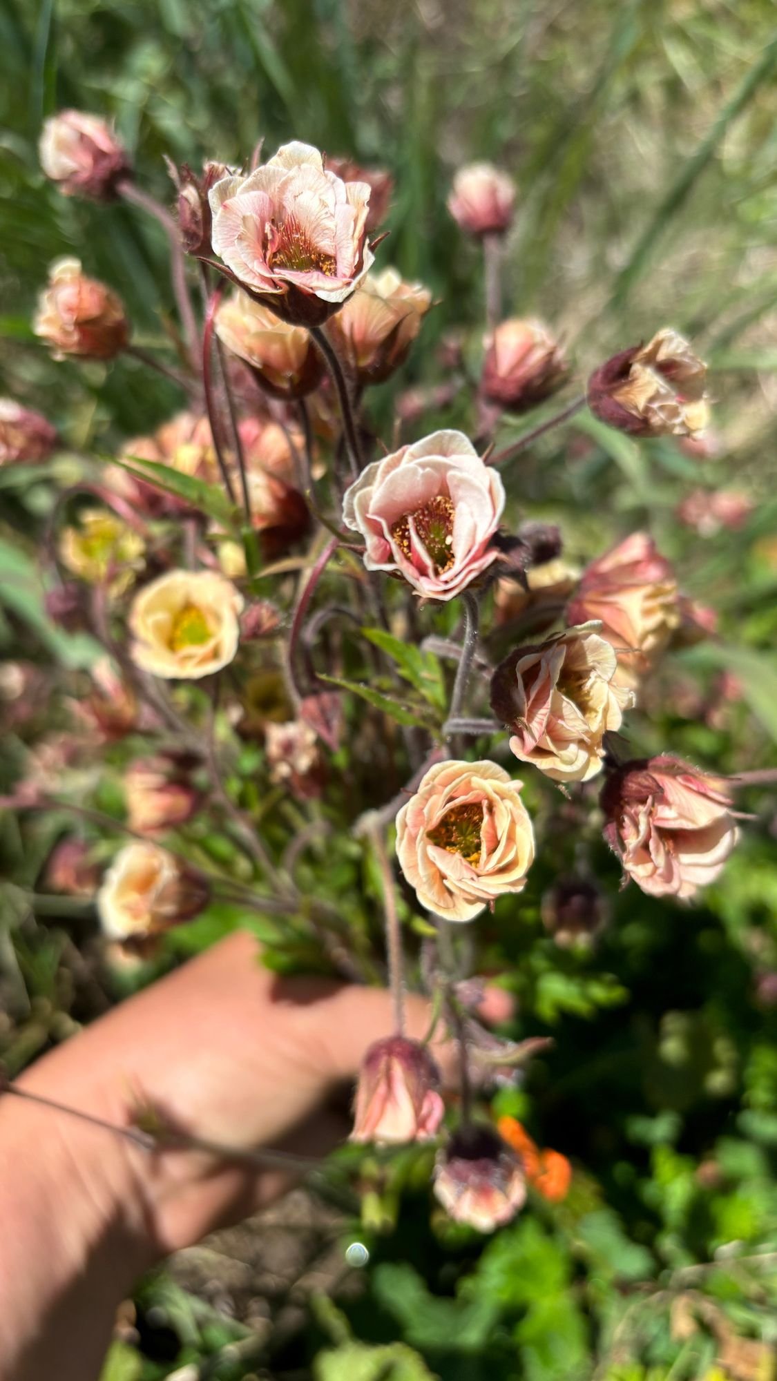 Geum 'Tempo Yellow' $11 bu