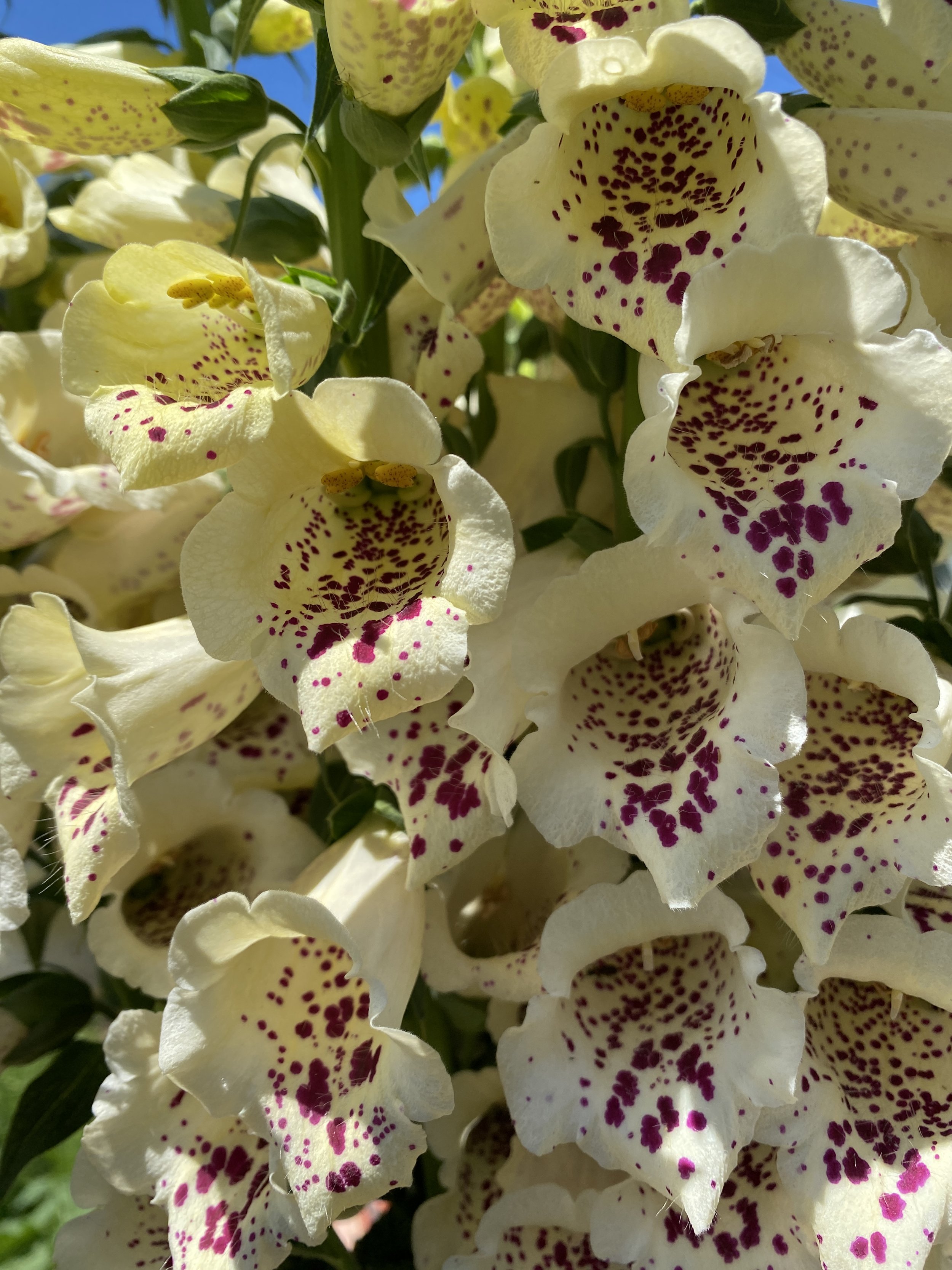 Digitalis 'Camelot Creme'