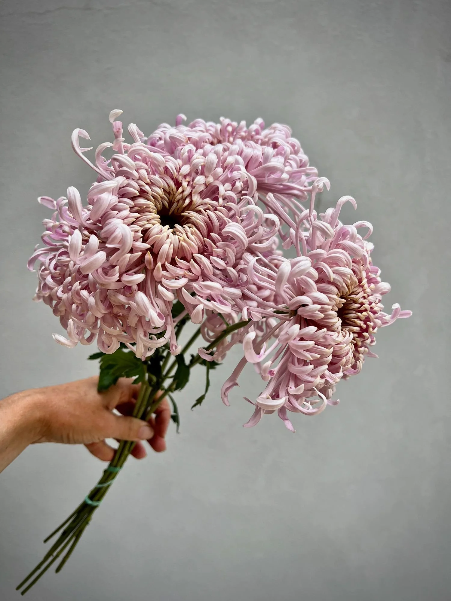 CHRYSANTHEMUM x Satin Ribbon