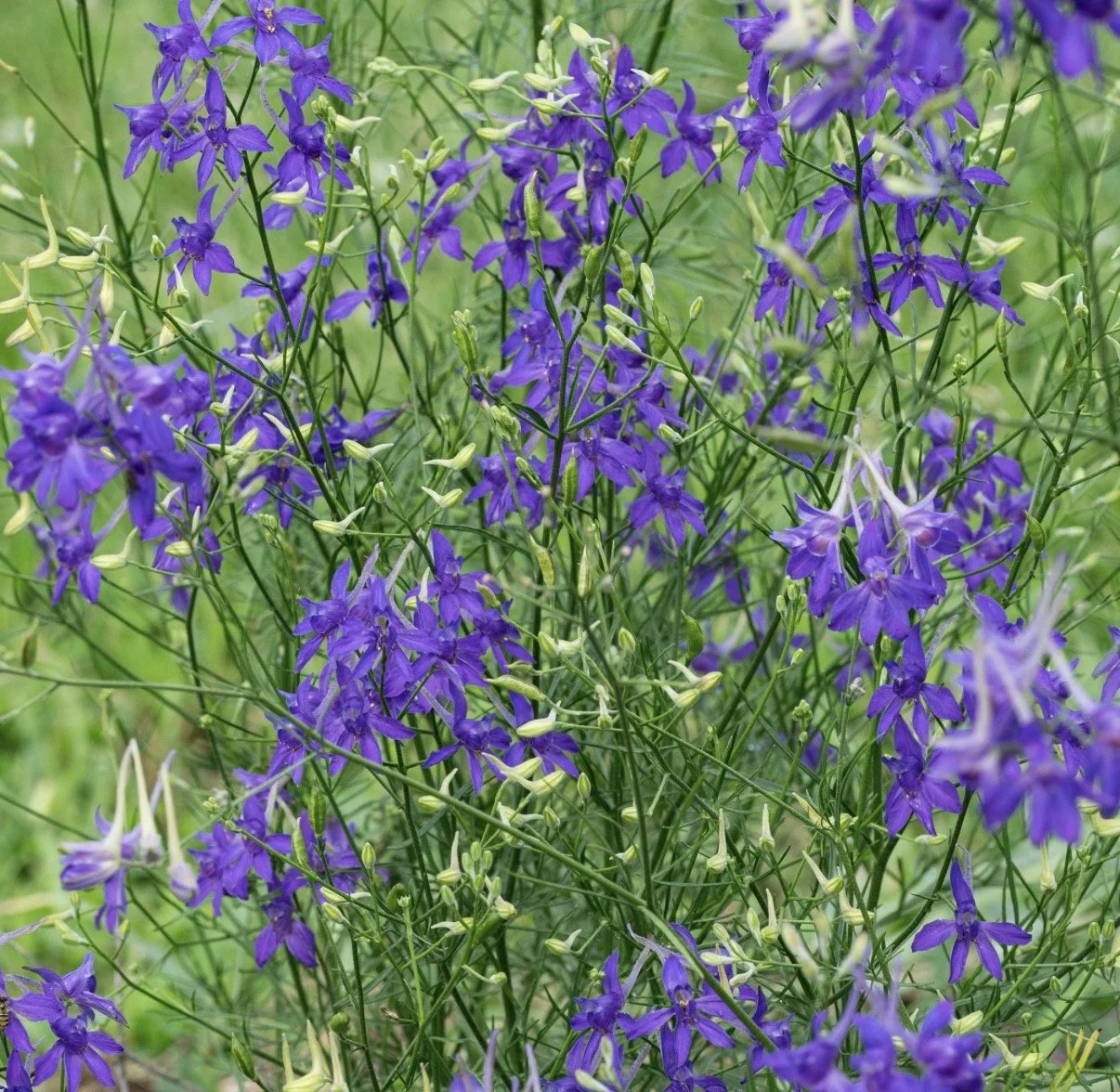 CONSOLIDA regalis Blue Cloud