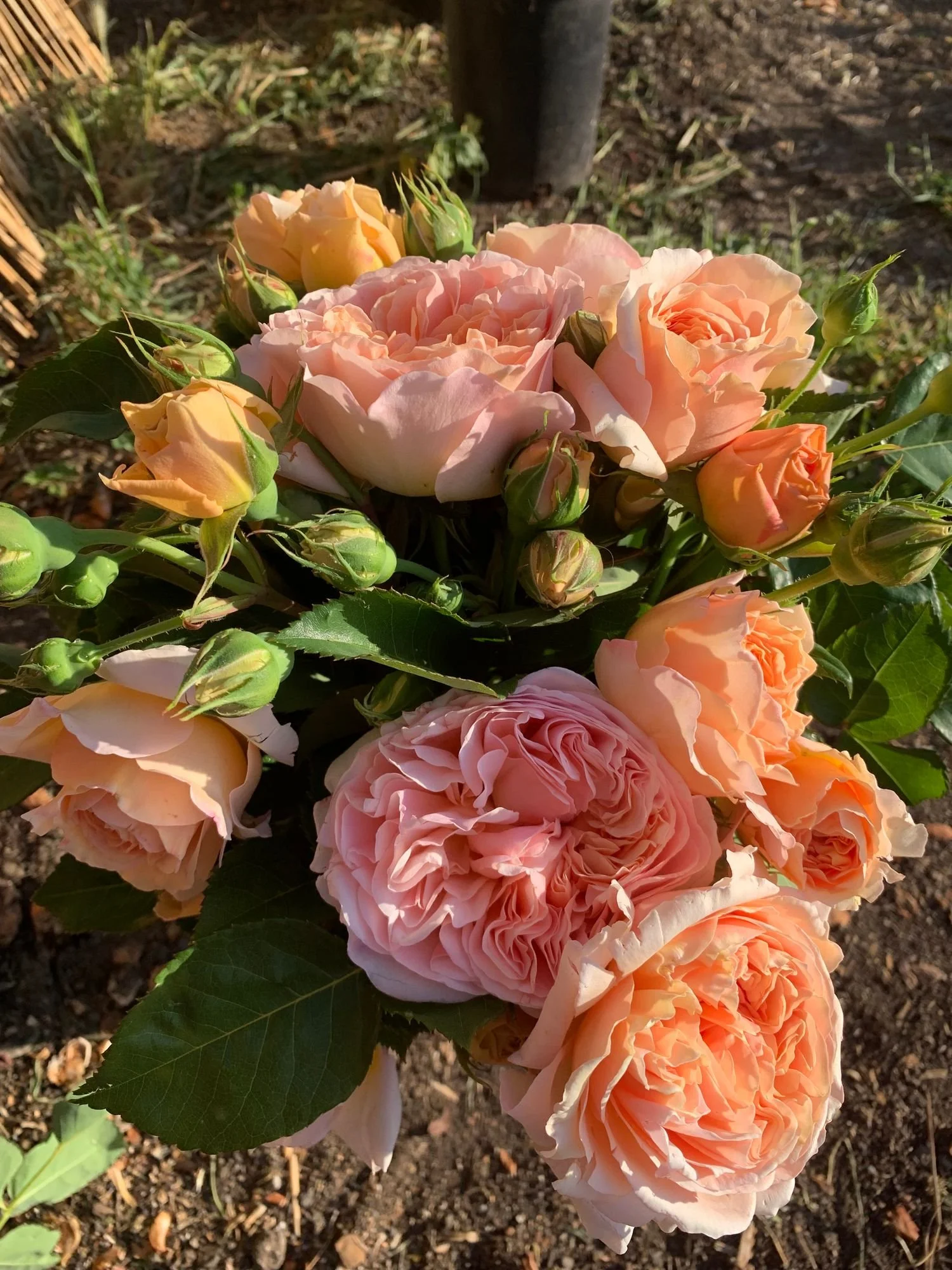 ROSA hybrida Princess Charlene de Monaco