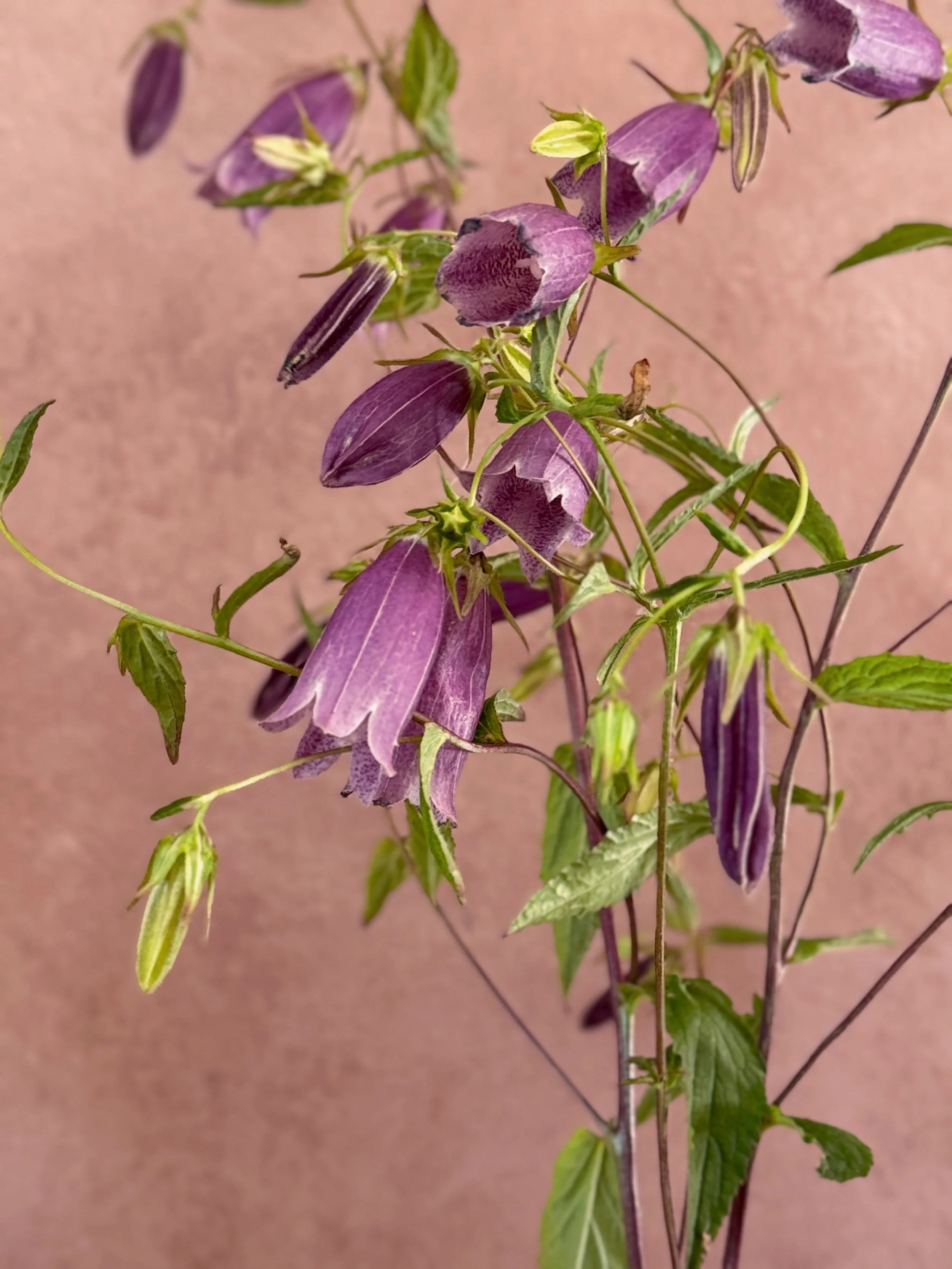 CAMPANULA puncata f. rubriflora
