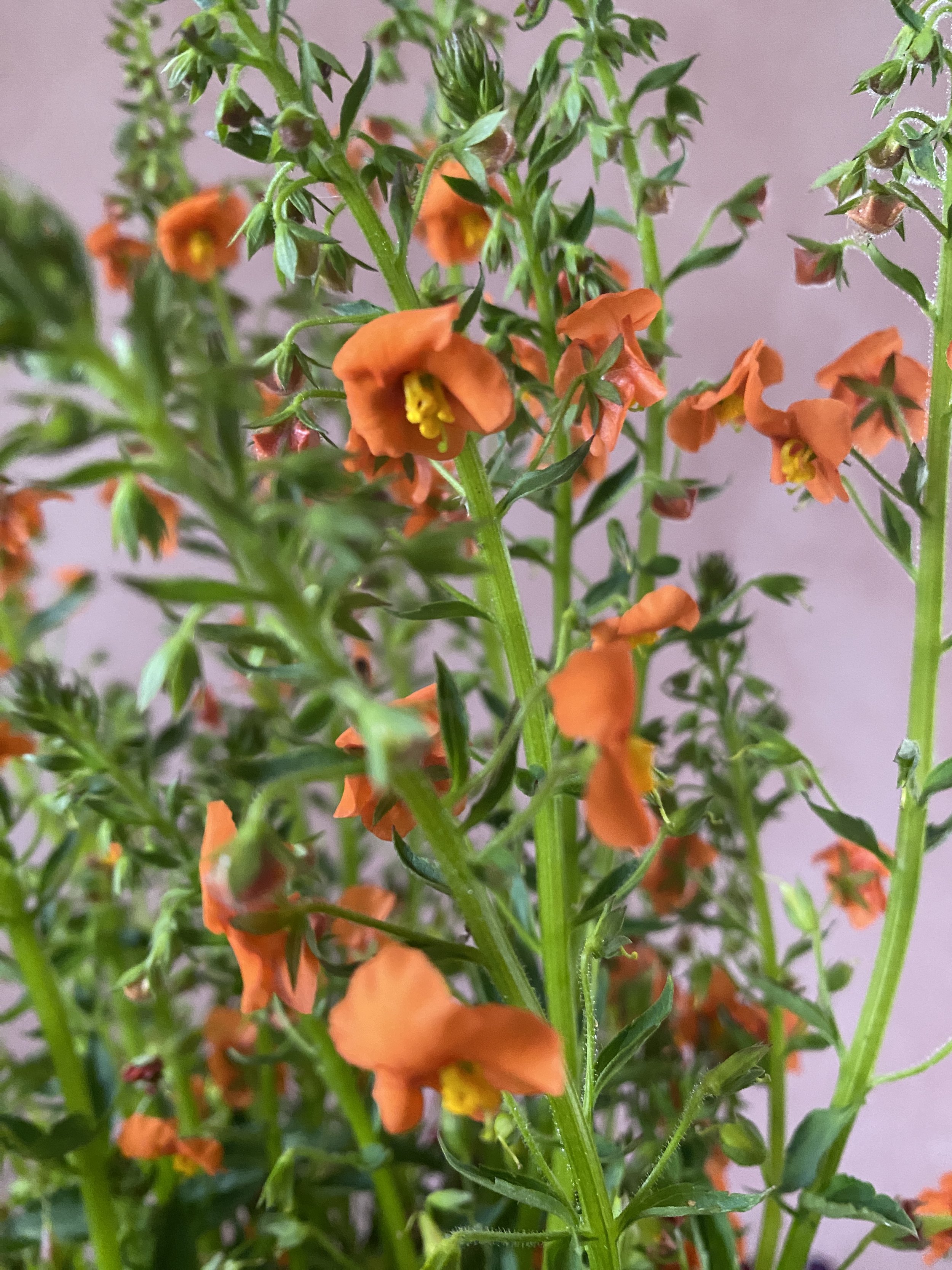 Alonsoa incisifolia