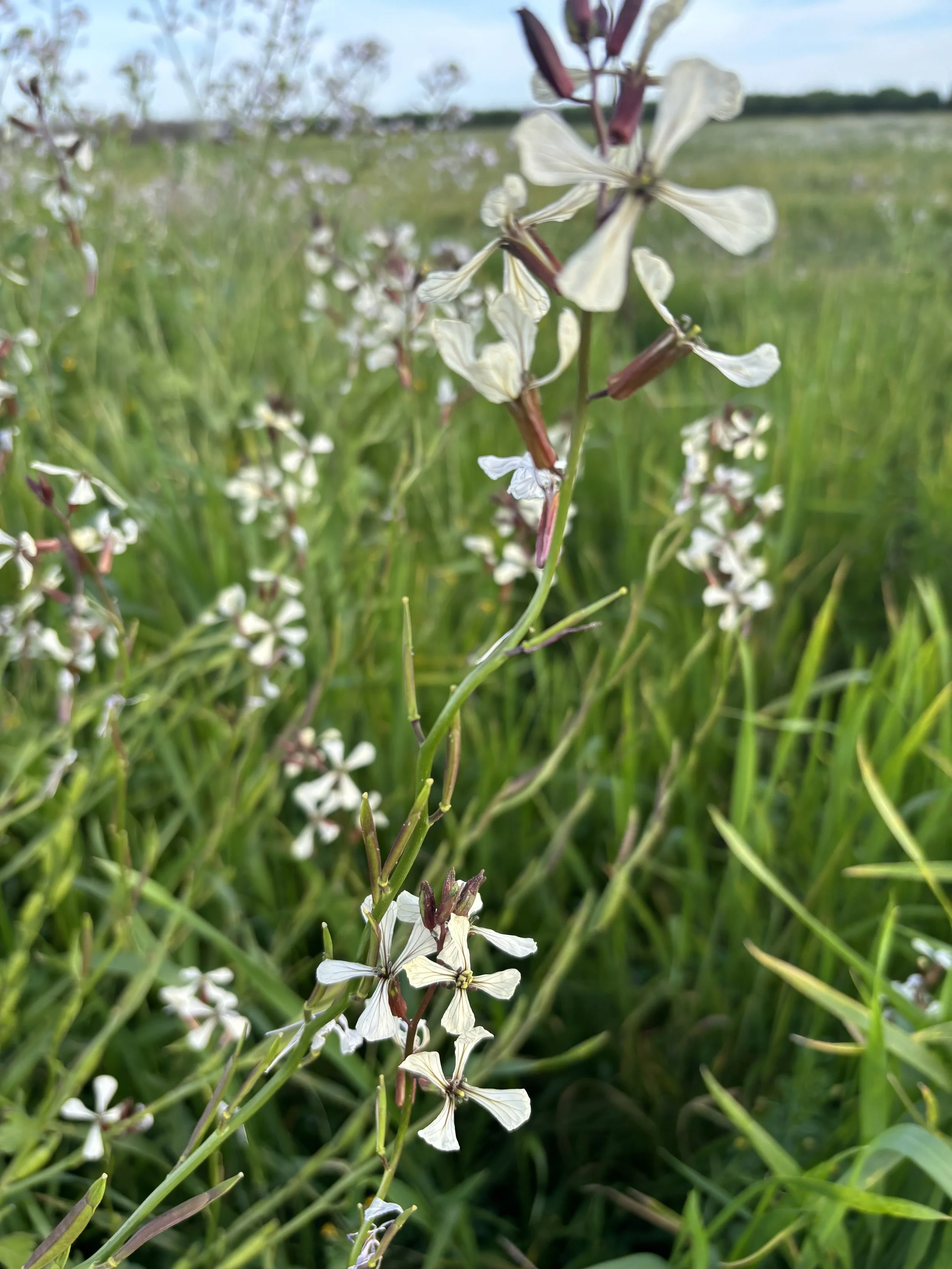 Arugula