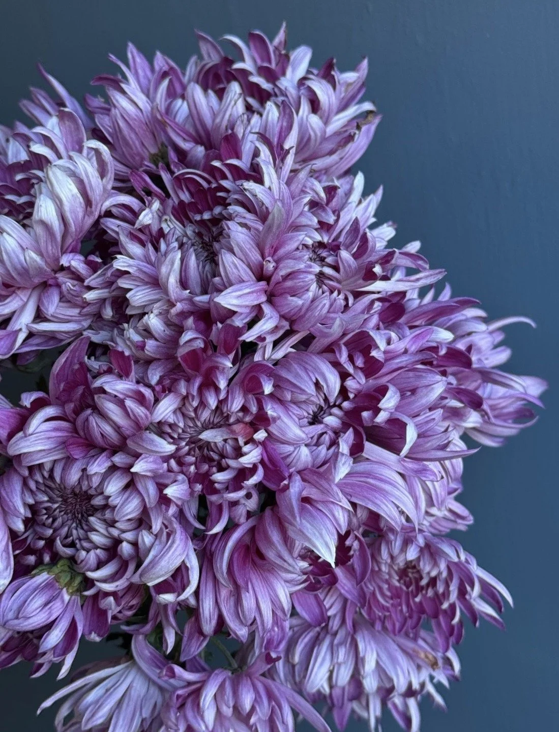 CHRYSANTHEMUM x Kokka Bunmi