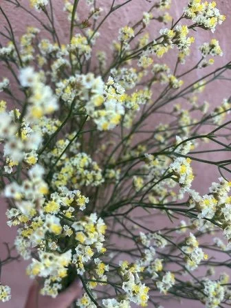 LIMONIUM sinensis Sensy Lemonade