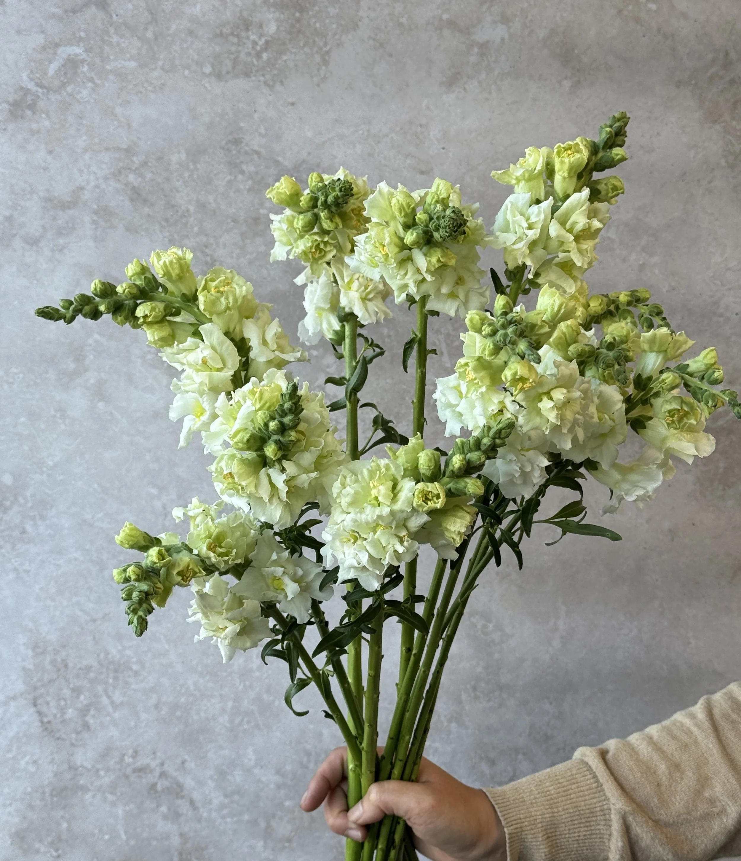 ANTIRRHINUM majus Madame Butterfly Ivory