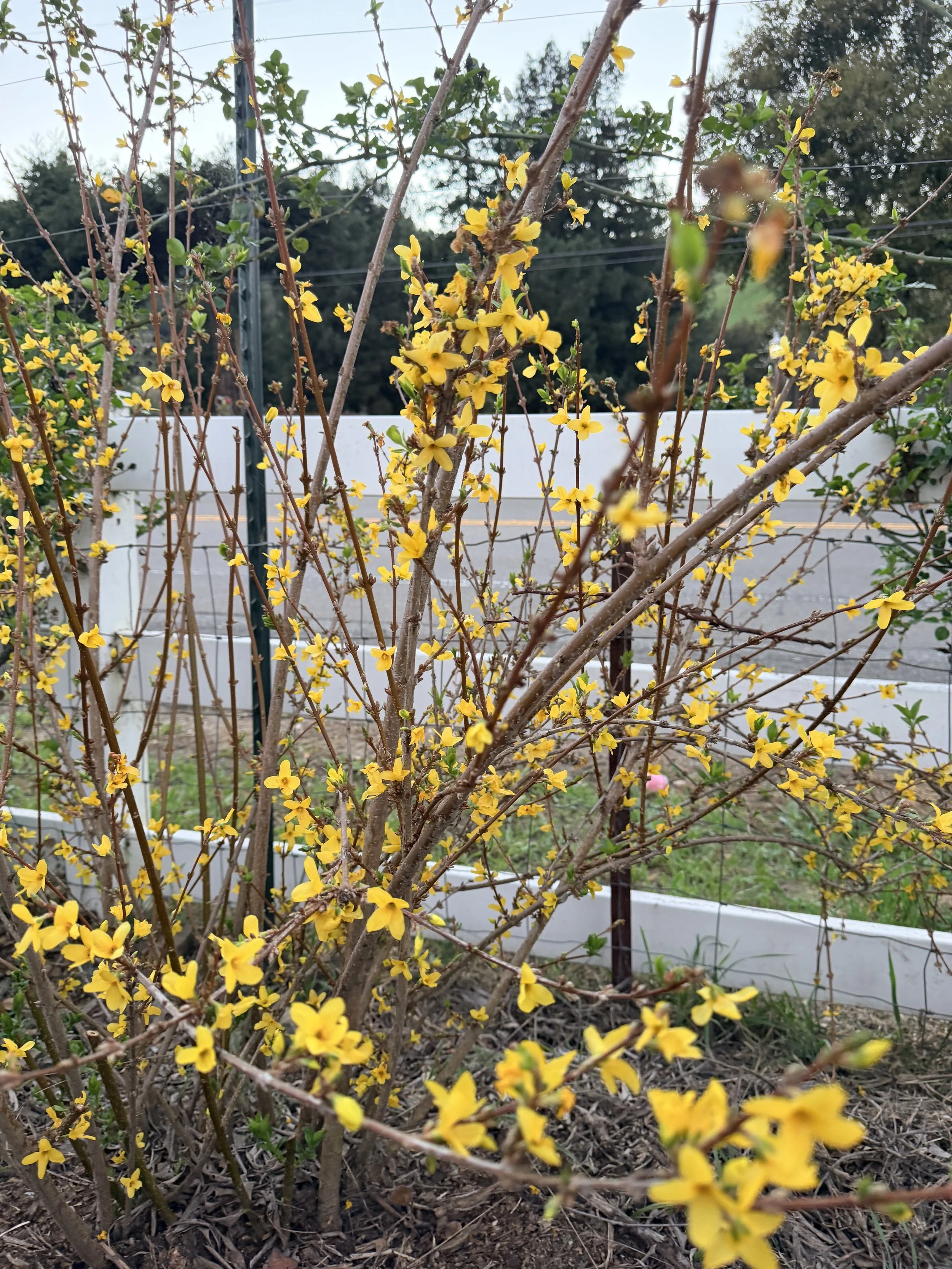 FORSYTHIA