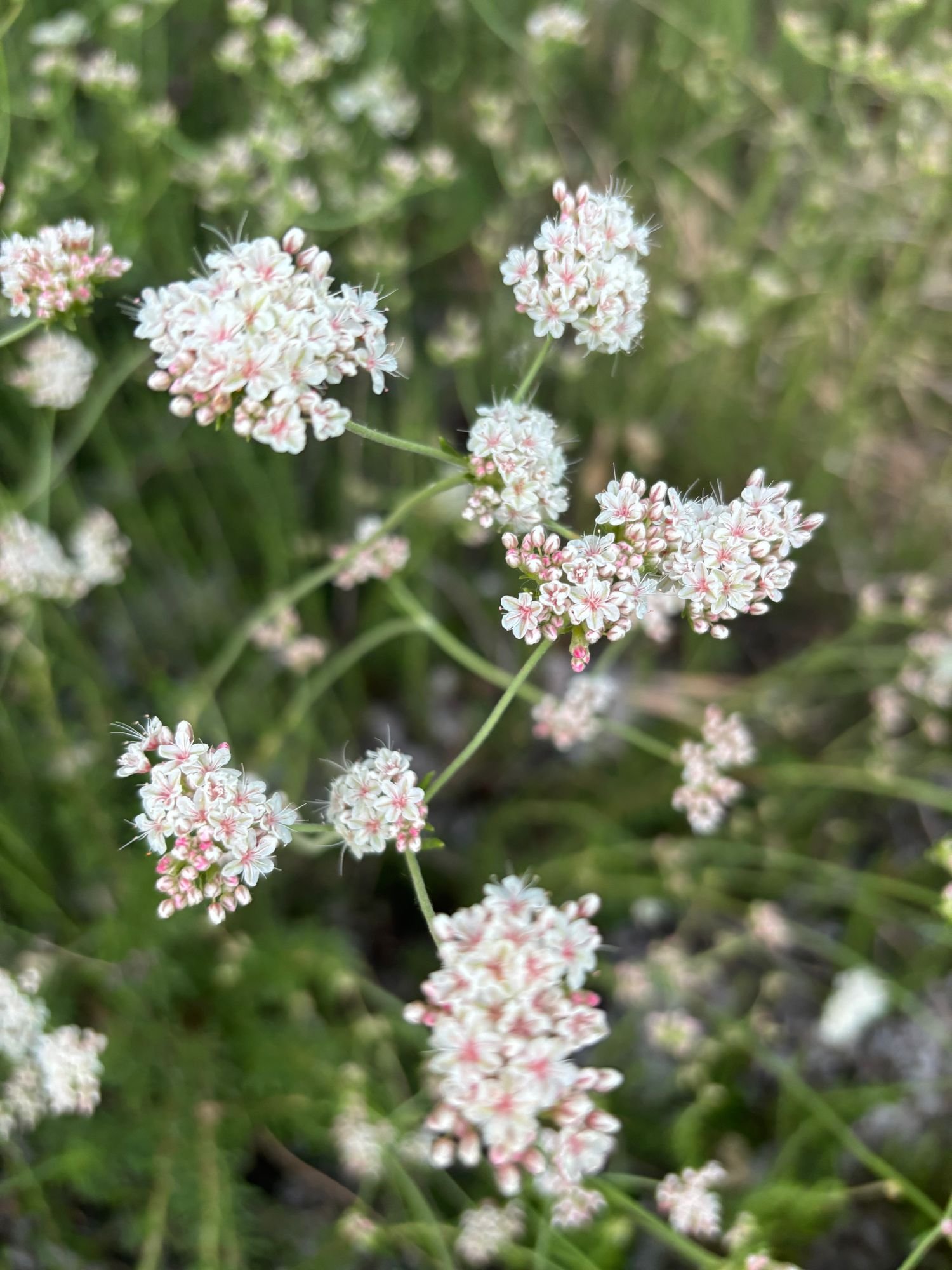 ERIOGONUM fasciculatum Warriner Lytle