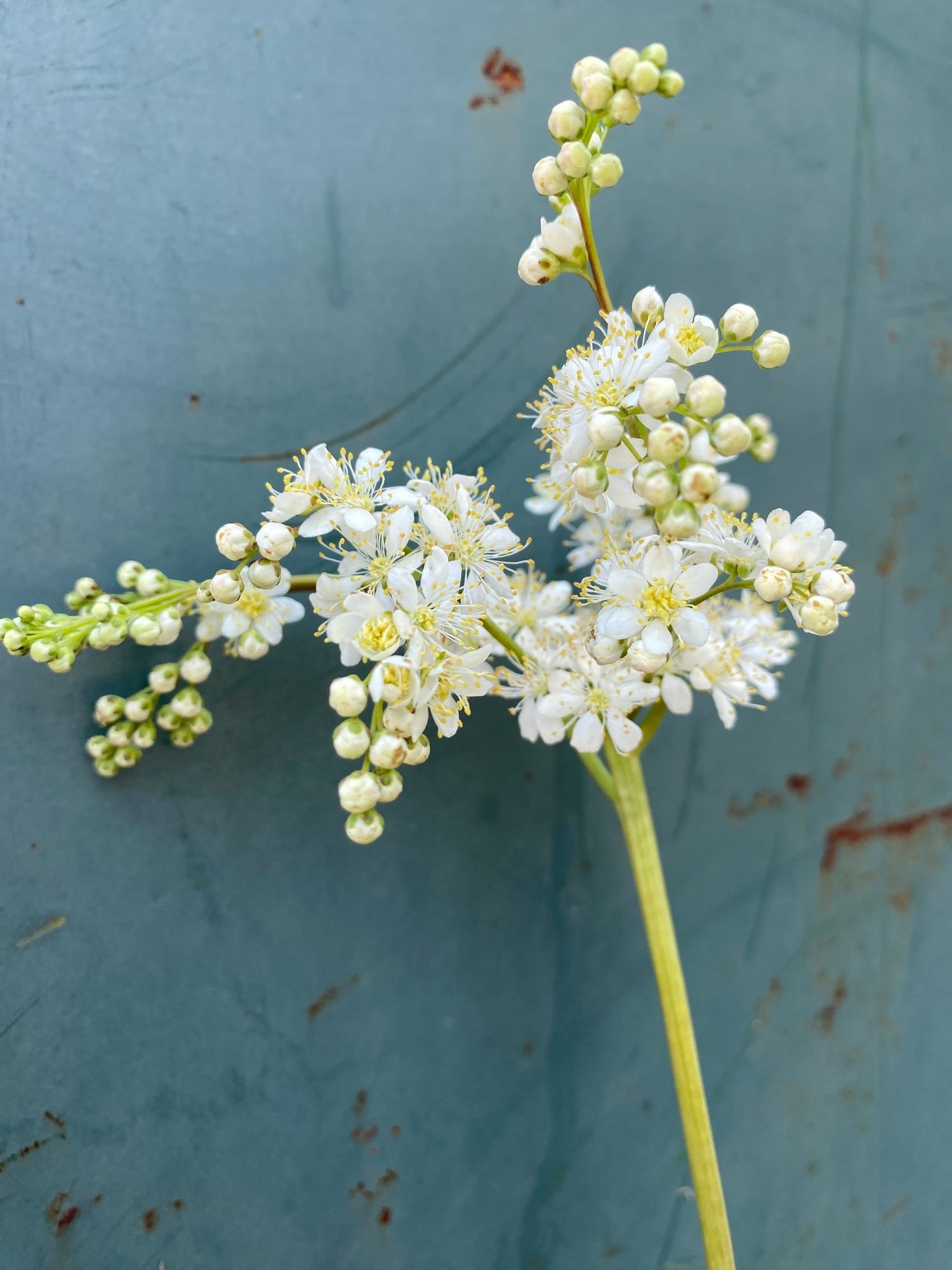 FILIPENDULA vulgaris