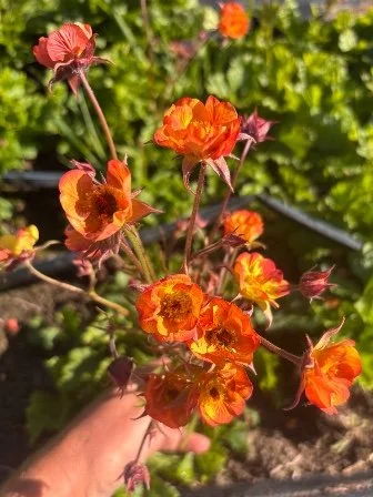GEUM Tutti Frutti