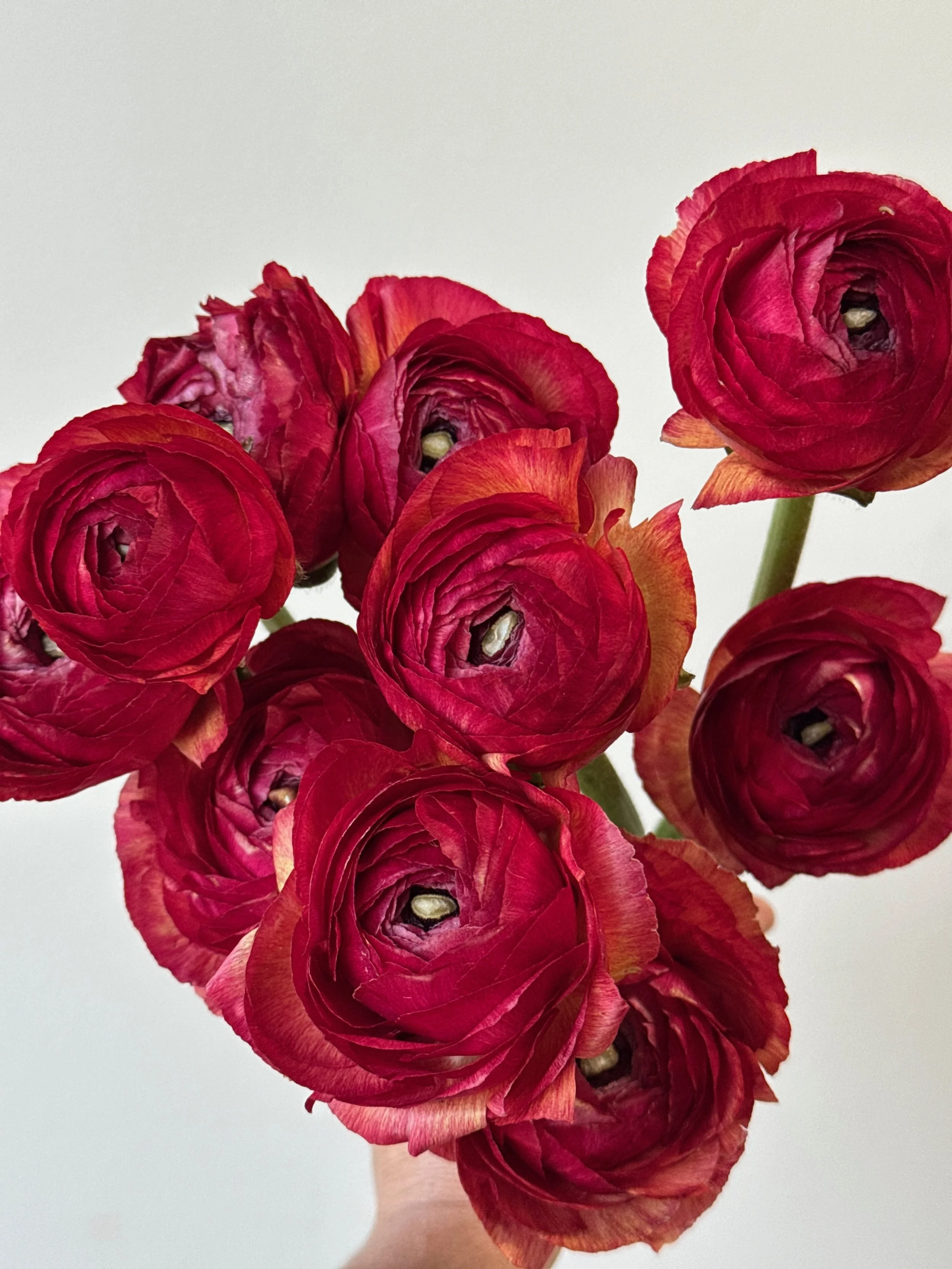 RANUNCULUS Cloni Success Vintage