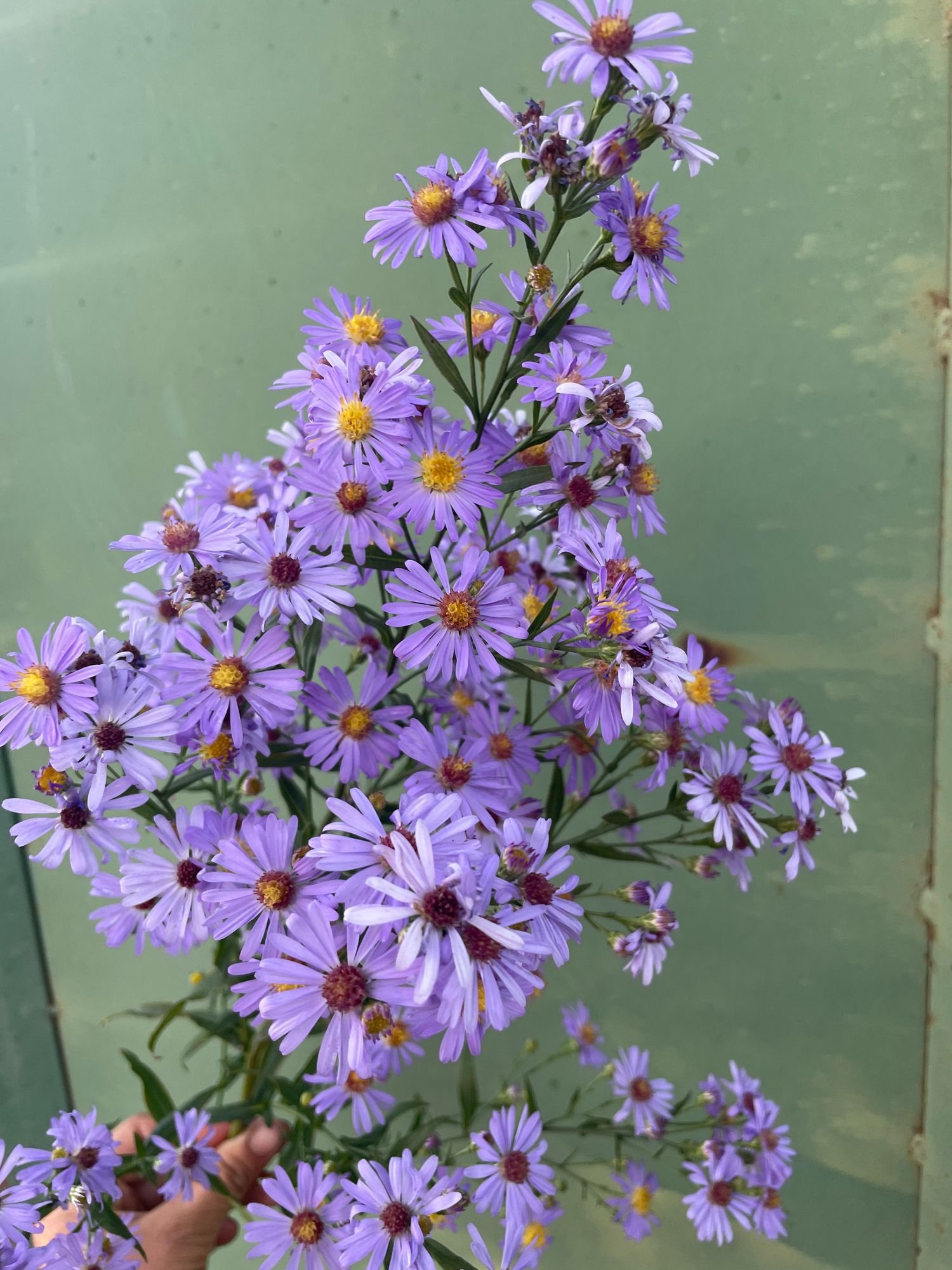 Aster 'Bluebird'