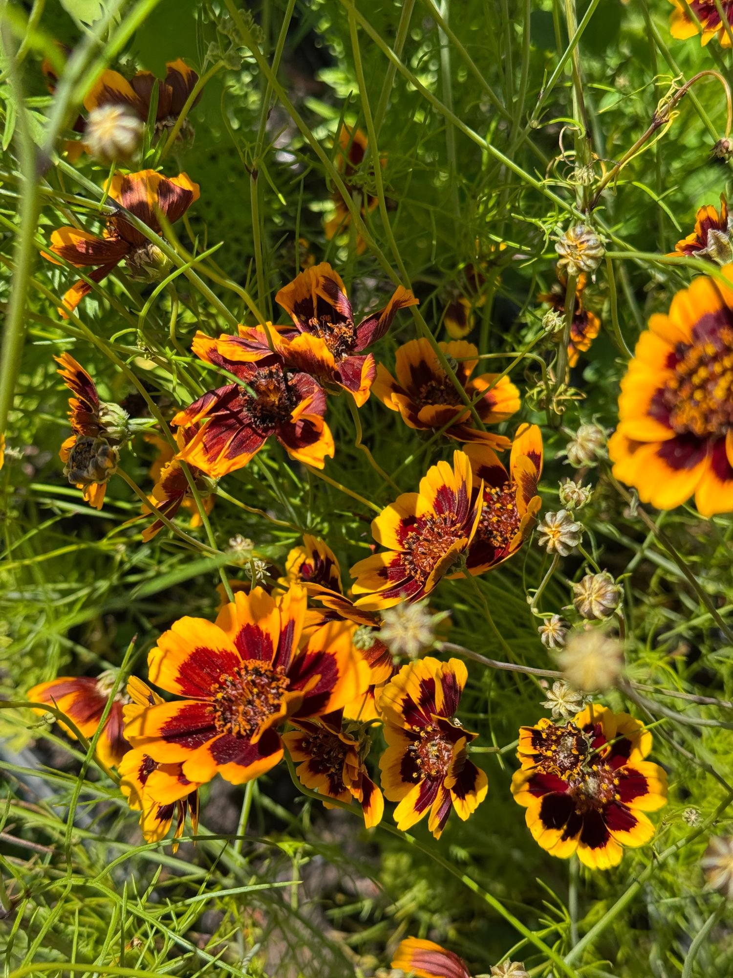 THELESPERMA burridgeanum