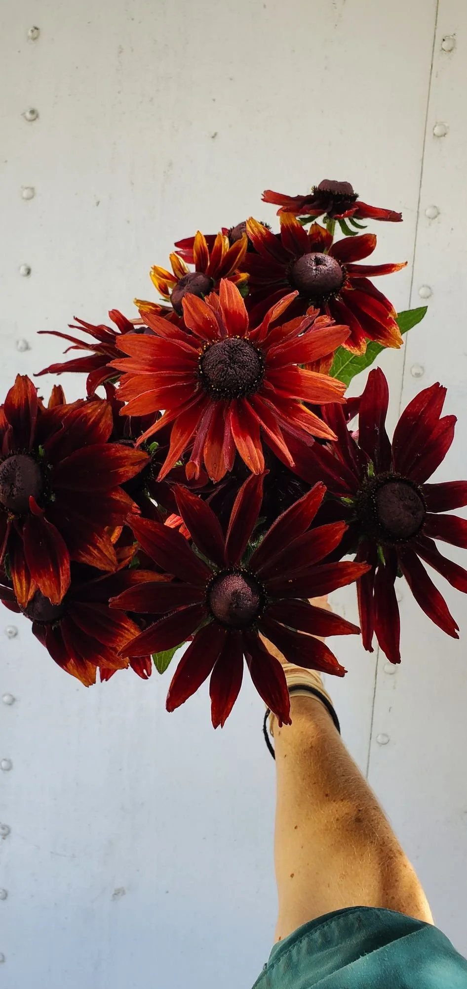 Rudbeckia 'Cherry Brandy'