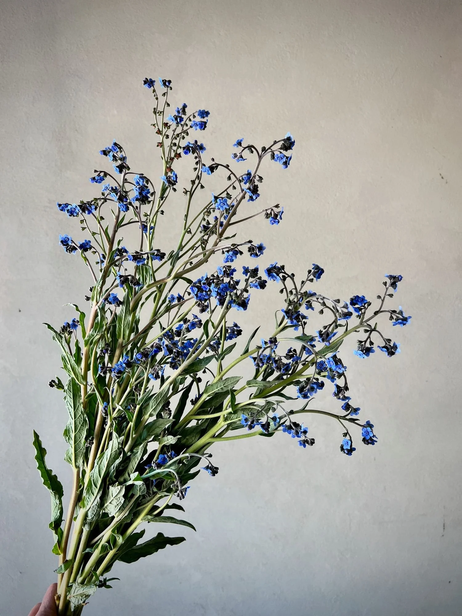 CYNOGLOSSUM amabile