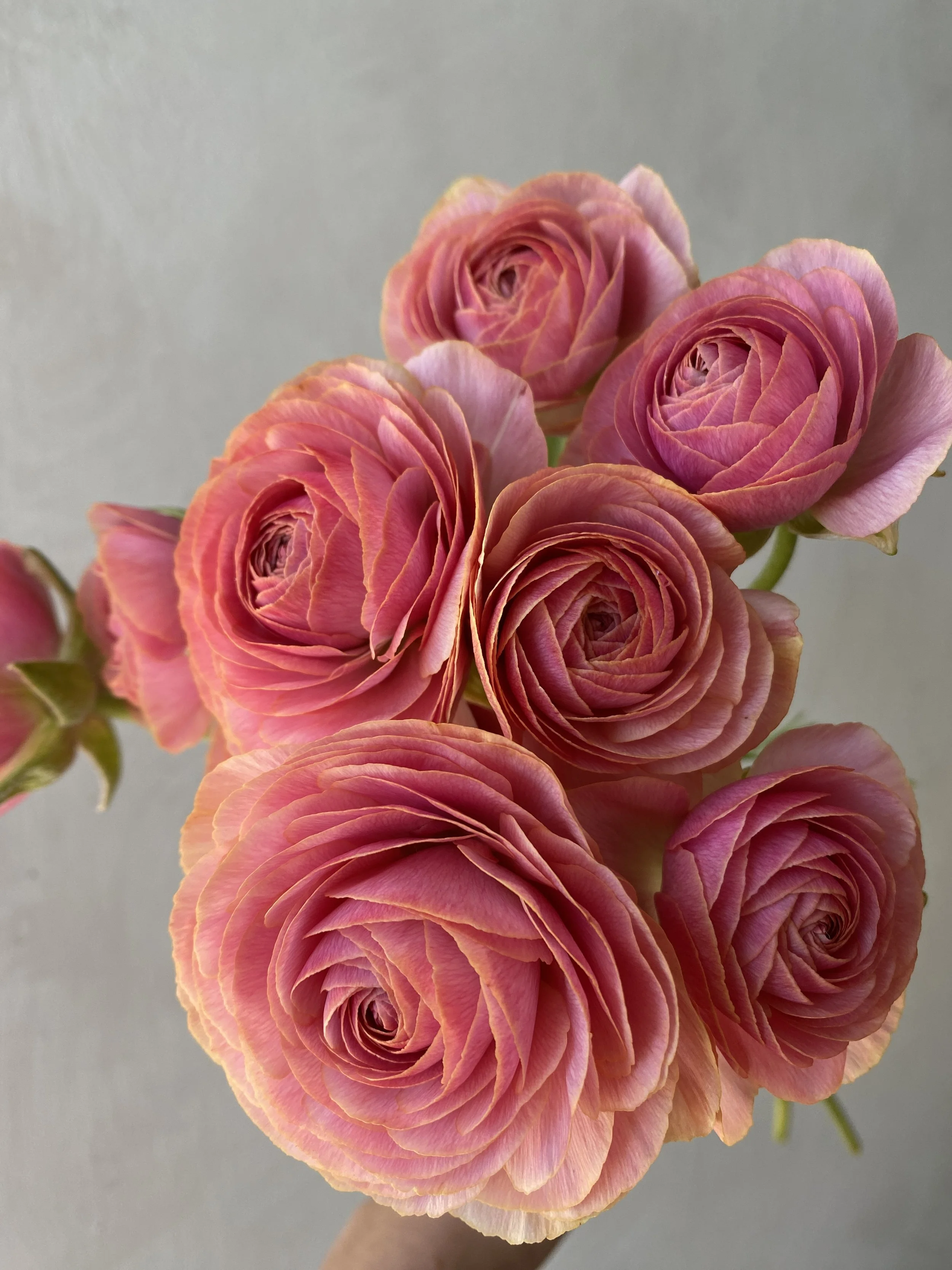 Romance Ranunulus 'Nimes'