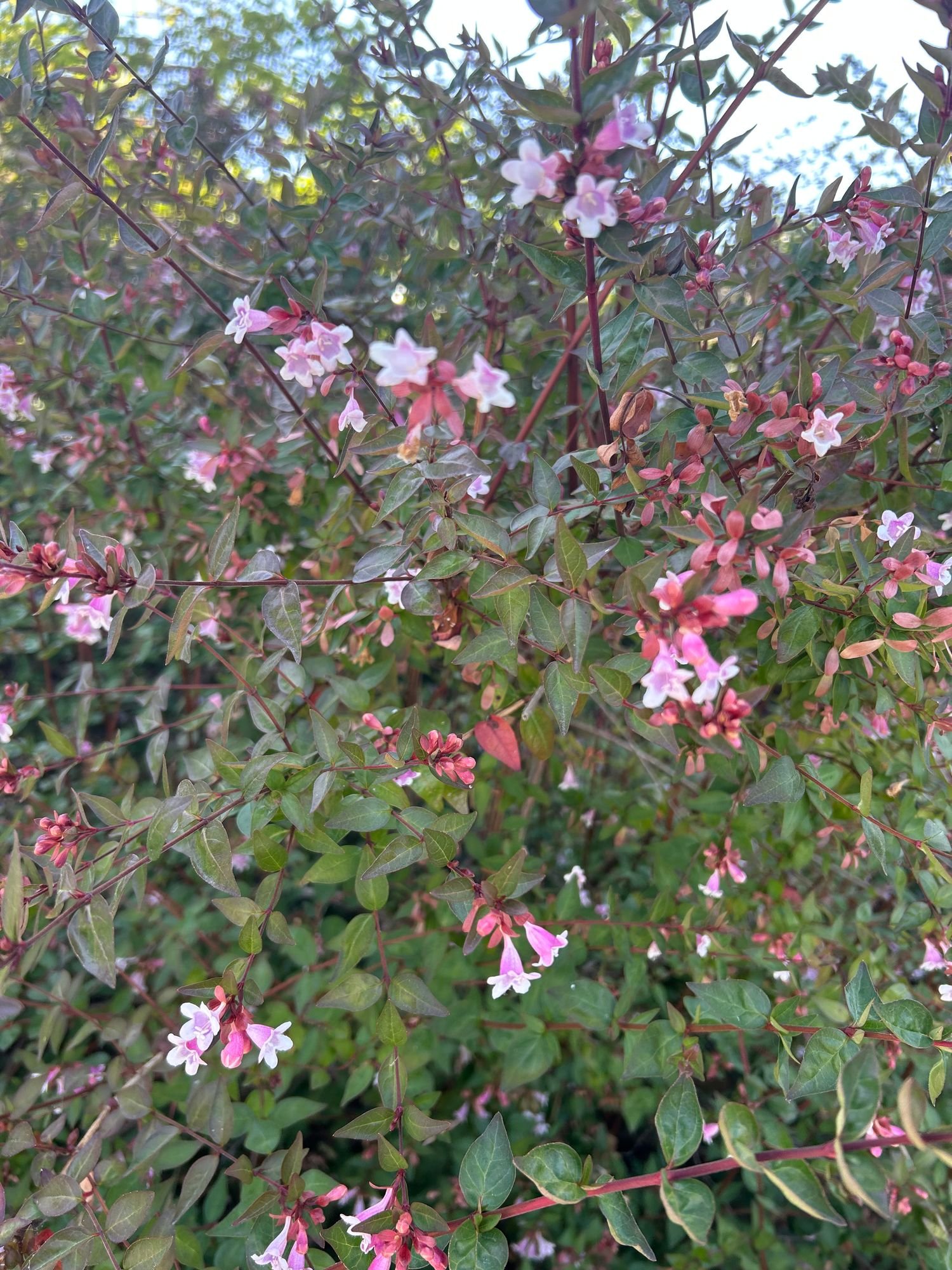 ABELIA x grandiflora