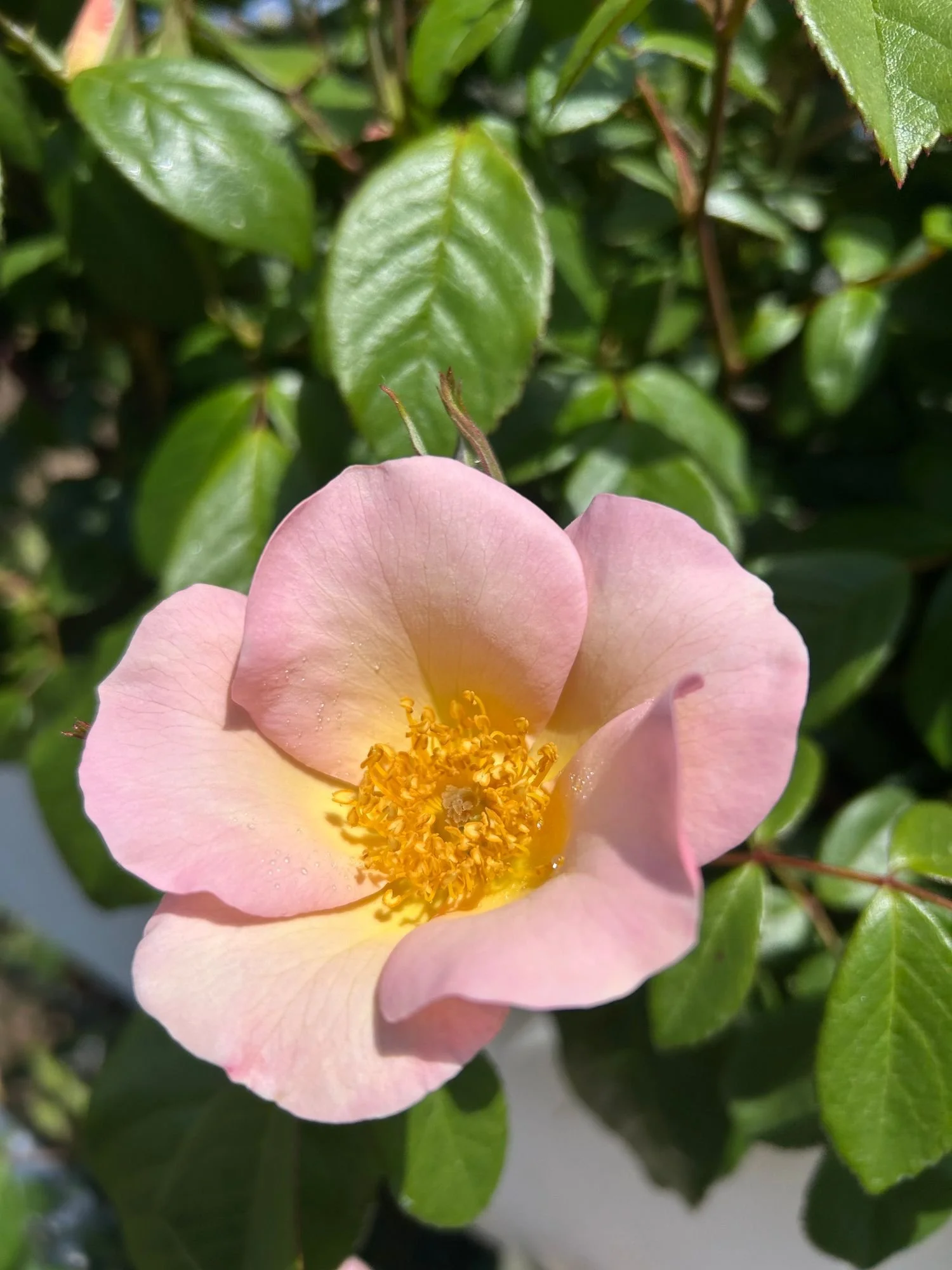 ROSA hybrida Sally Holmes