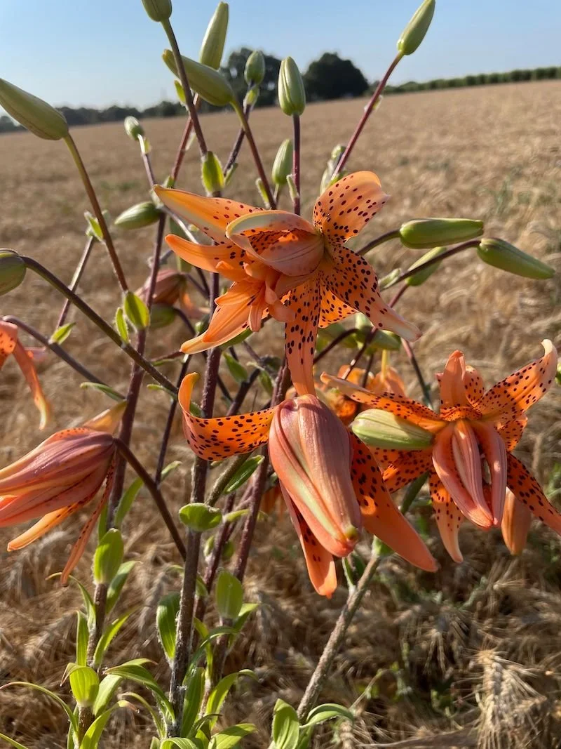 LILIUM lancifolium Flore Pleno