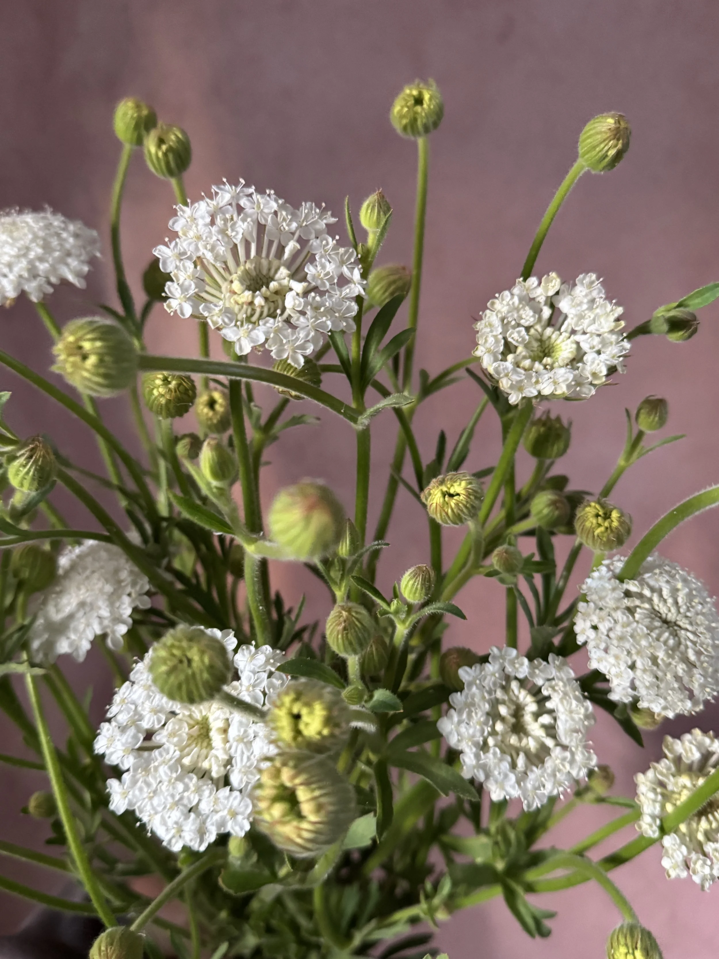 TRACHYMENE coerulea Lacy White (Didiscus)