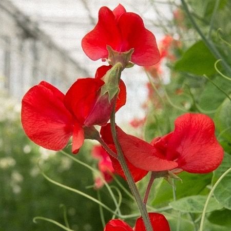 LATHYRUS odoratus Air Warden