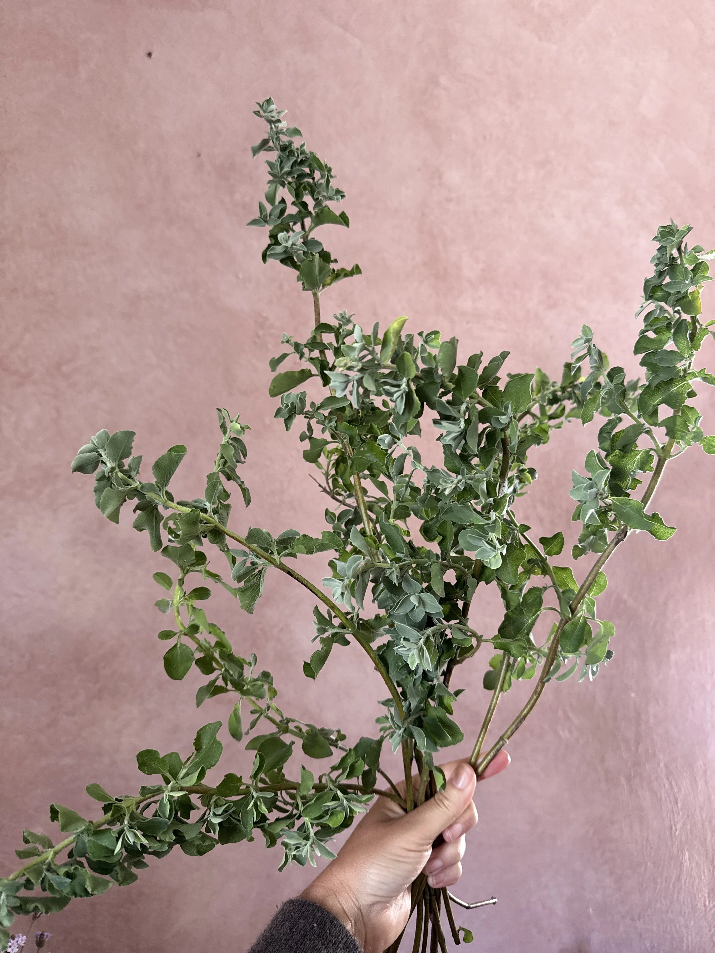 SALVIA africana-lutea