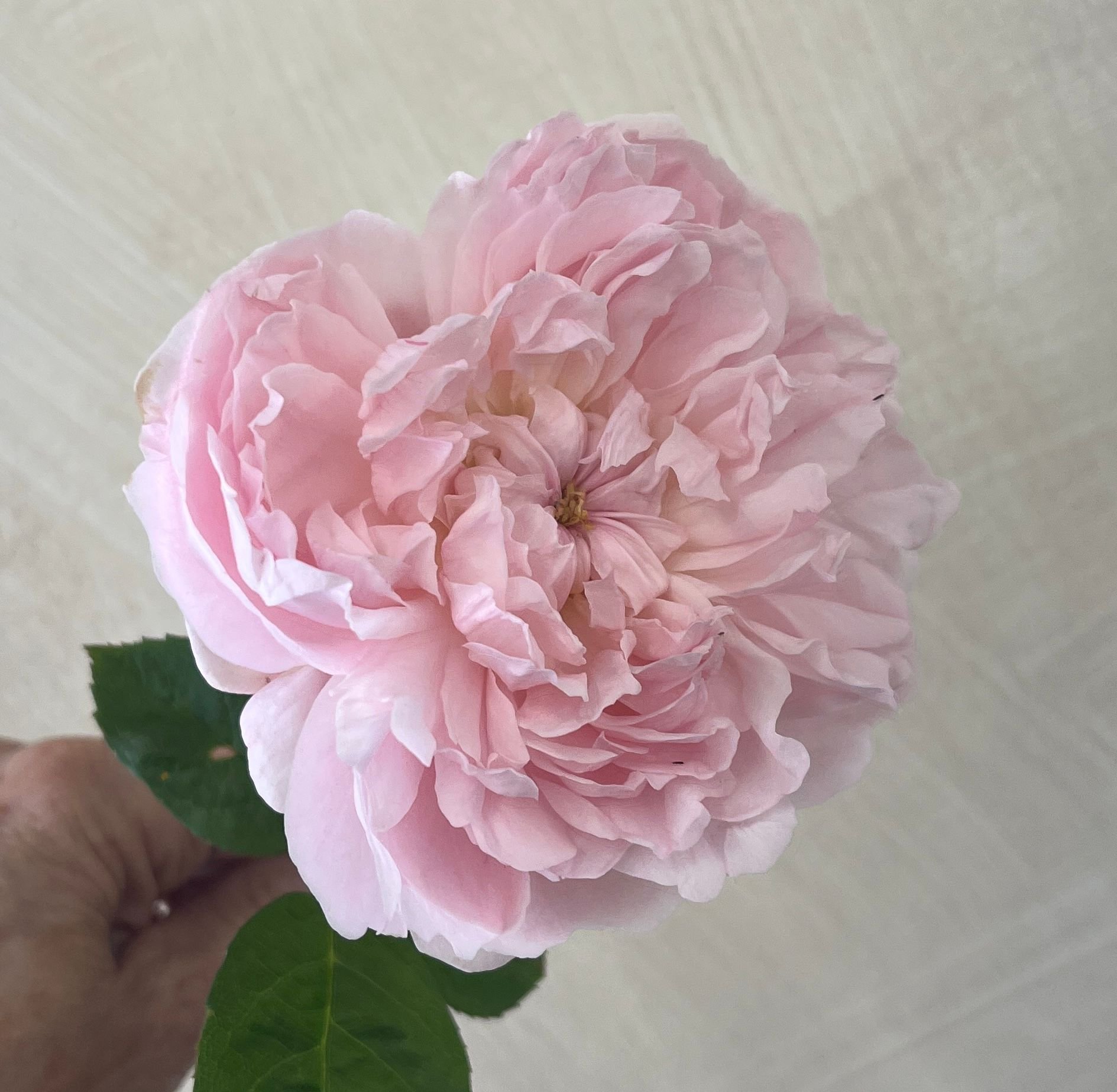ROSA hybrida Eglantyne