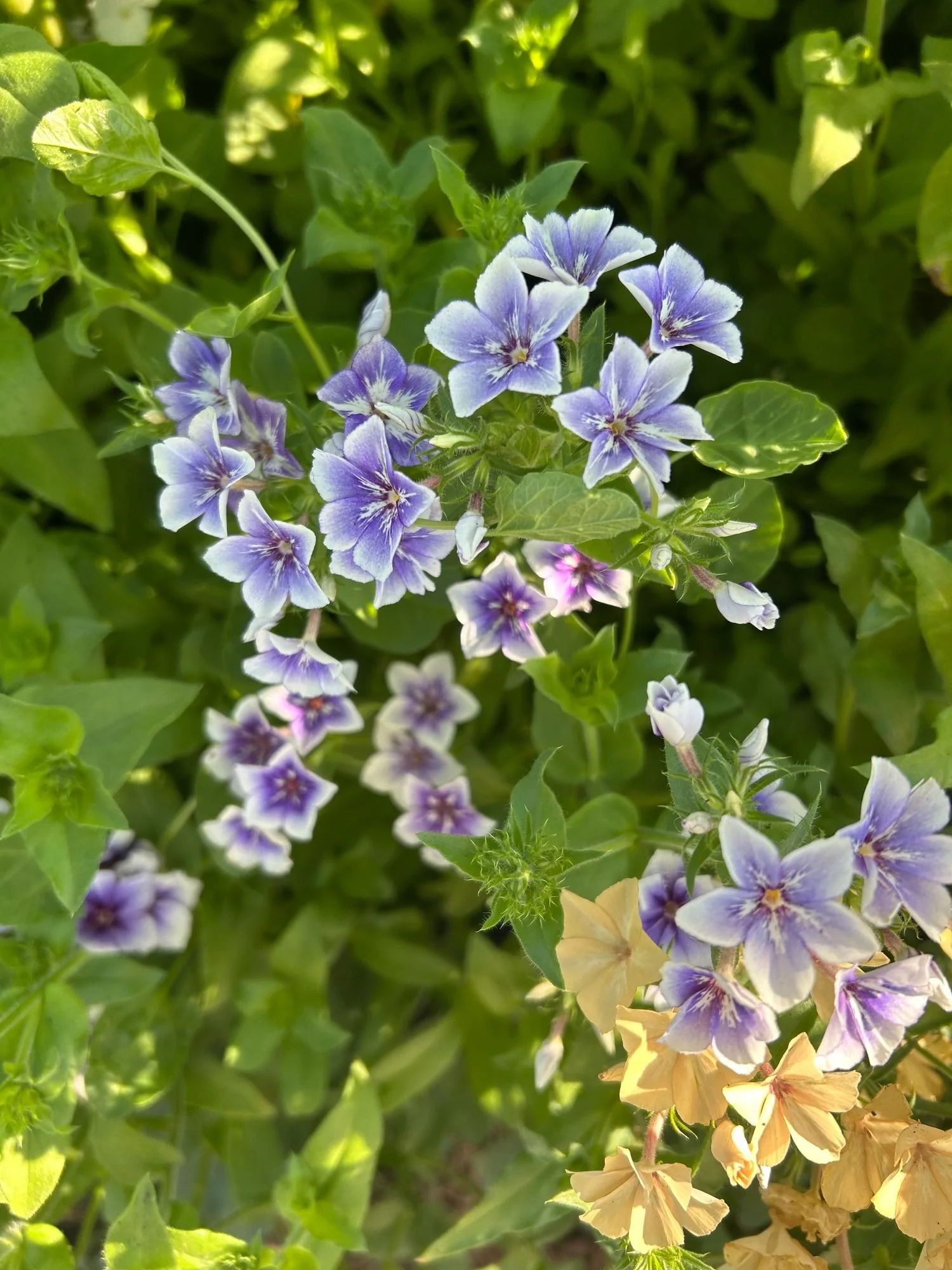 PHLOX drummondii Sugar Stars