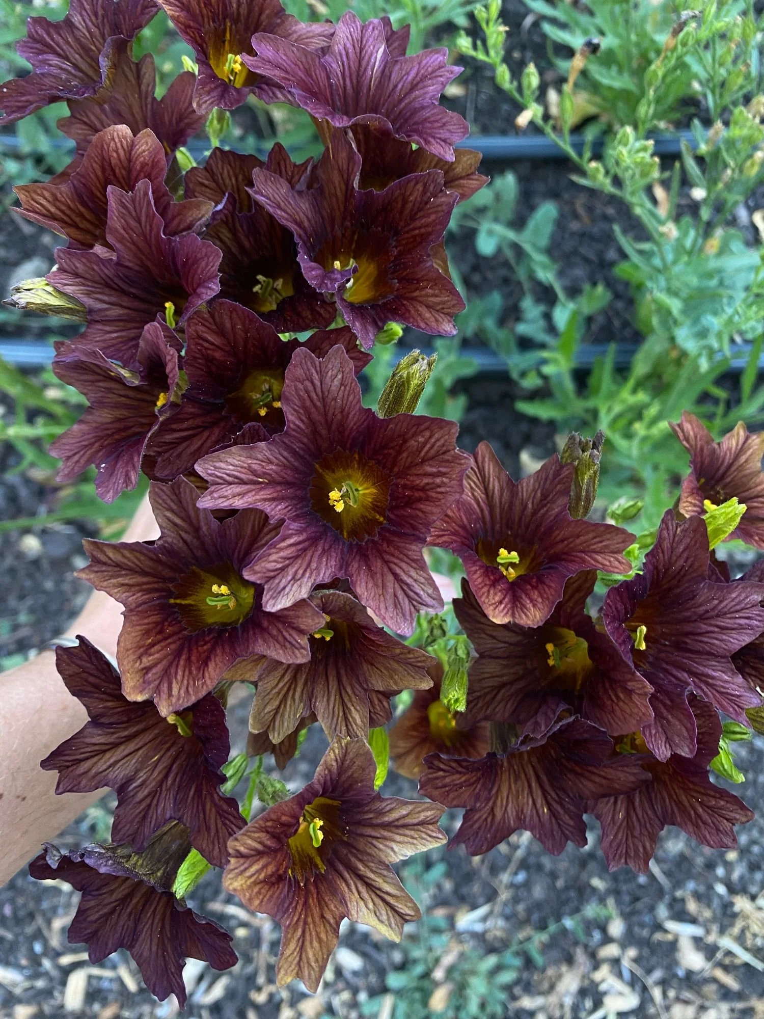 SALPIGLOSSIS sinuata Cafe au Lait