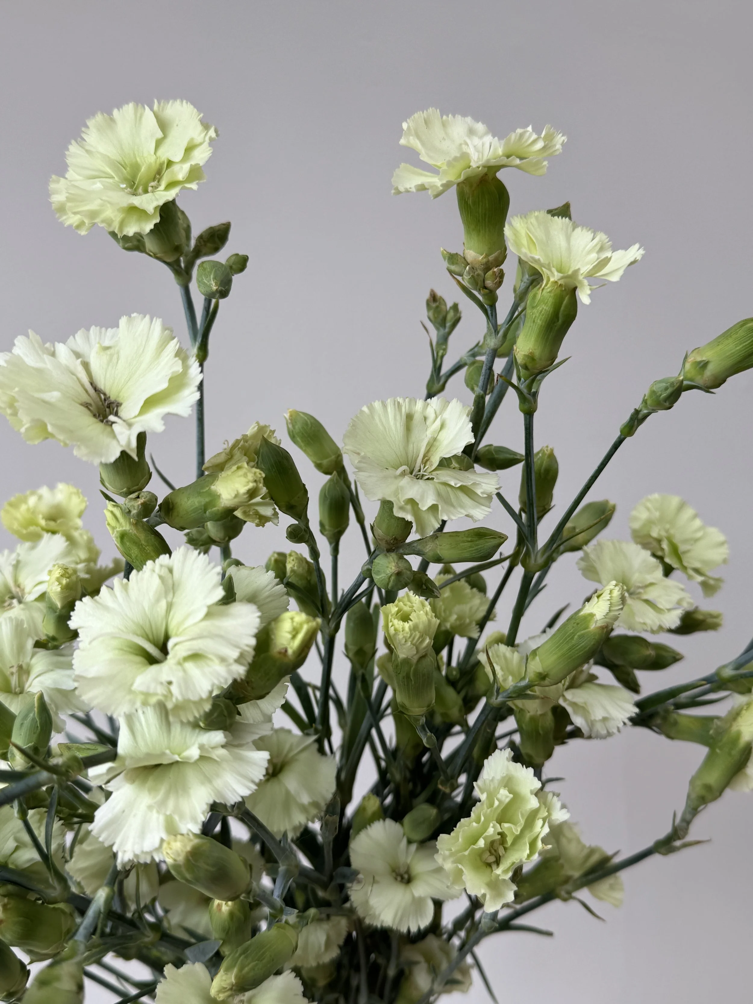 DIANTHUS caryophyllus Solomio Bern