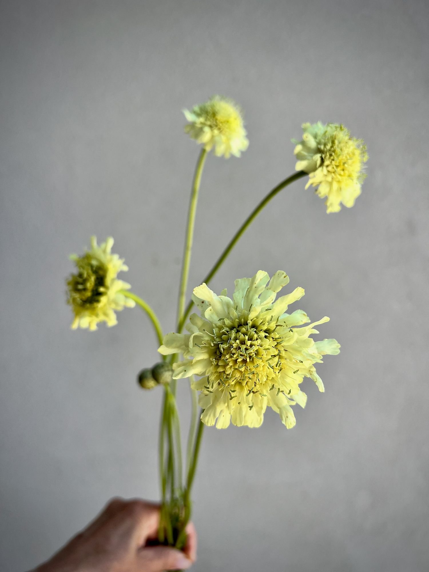 CEPHALARIA gigantea (Giant Yellow Scabiosa)