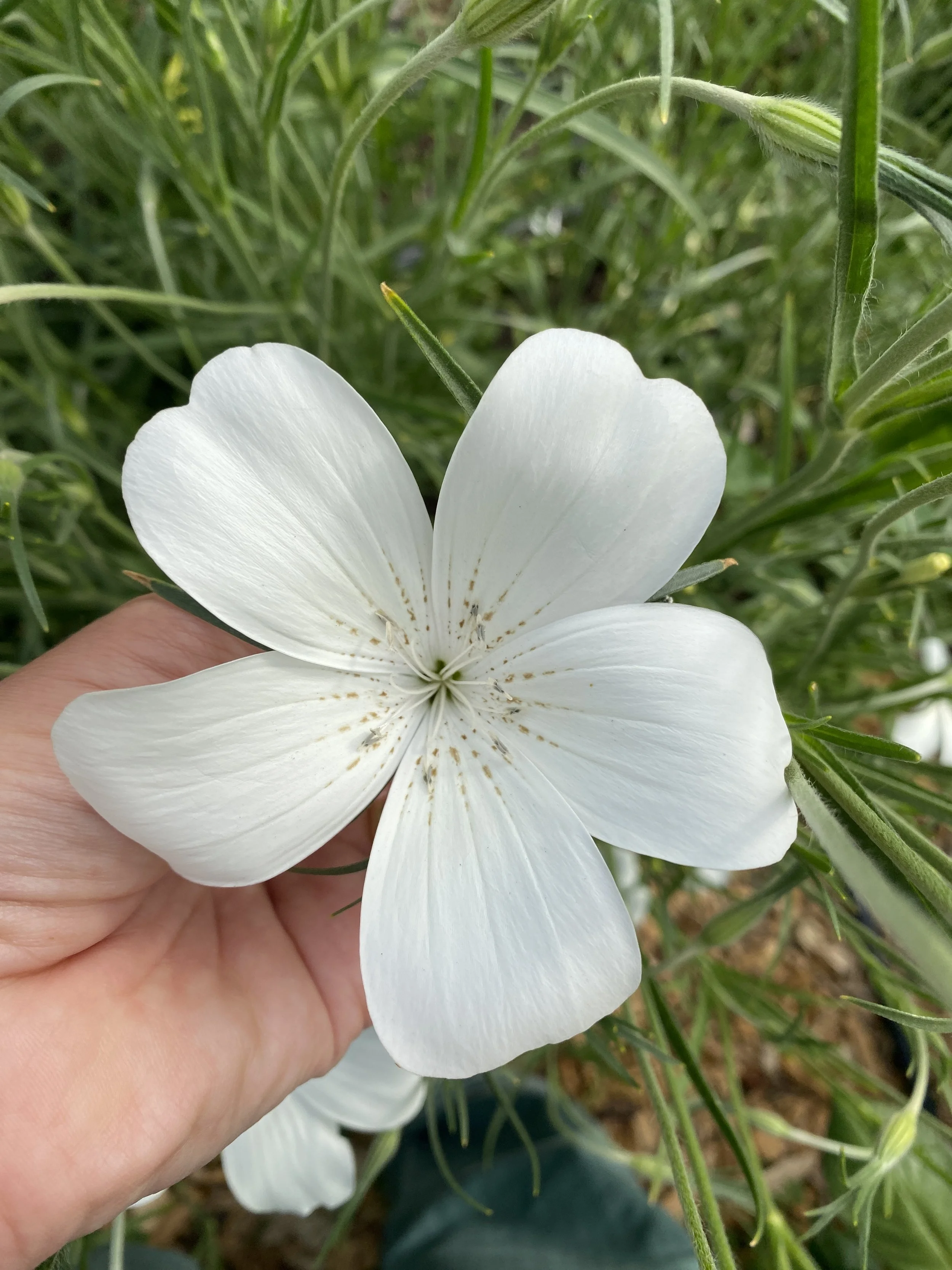 Agrostemma 'Ocean Pearls'