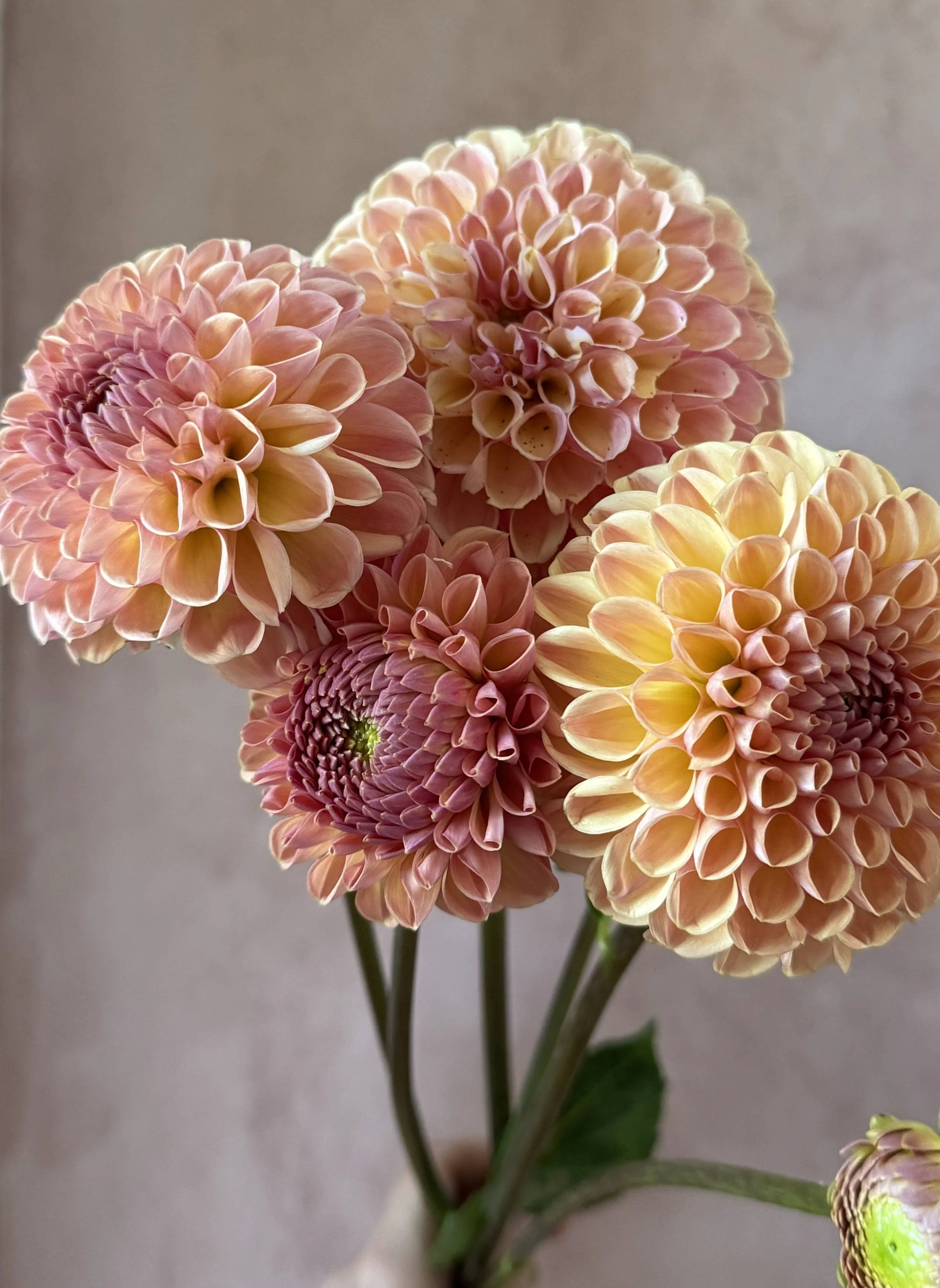 DAHLIA Valley Tawney