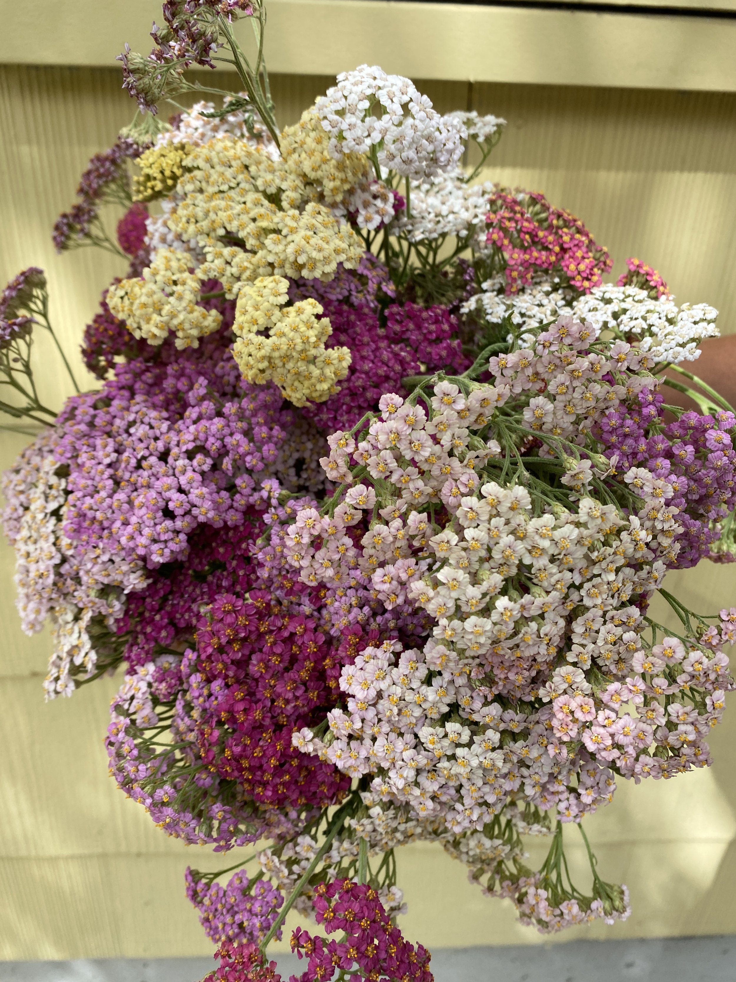 Yarrow 'Summer Berries' $13 bu