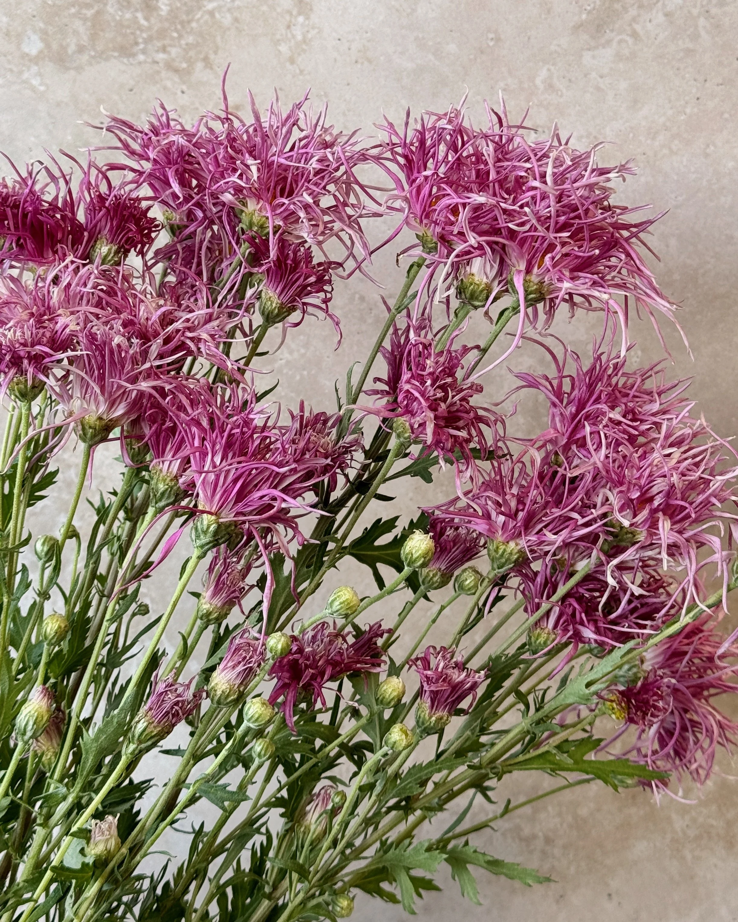 CHRYSANTHEMUM x morifolium Aoi