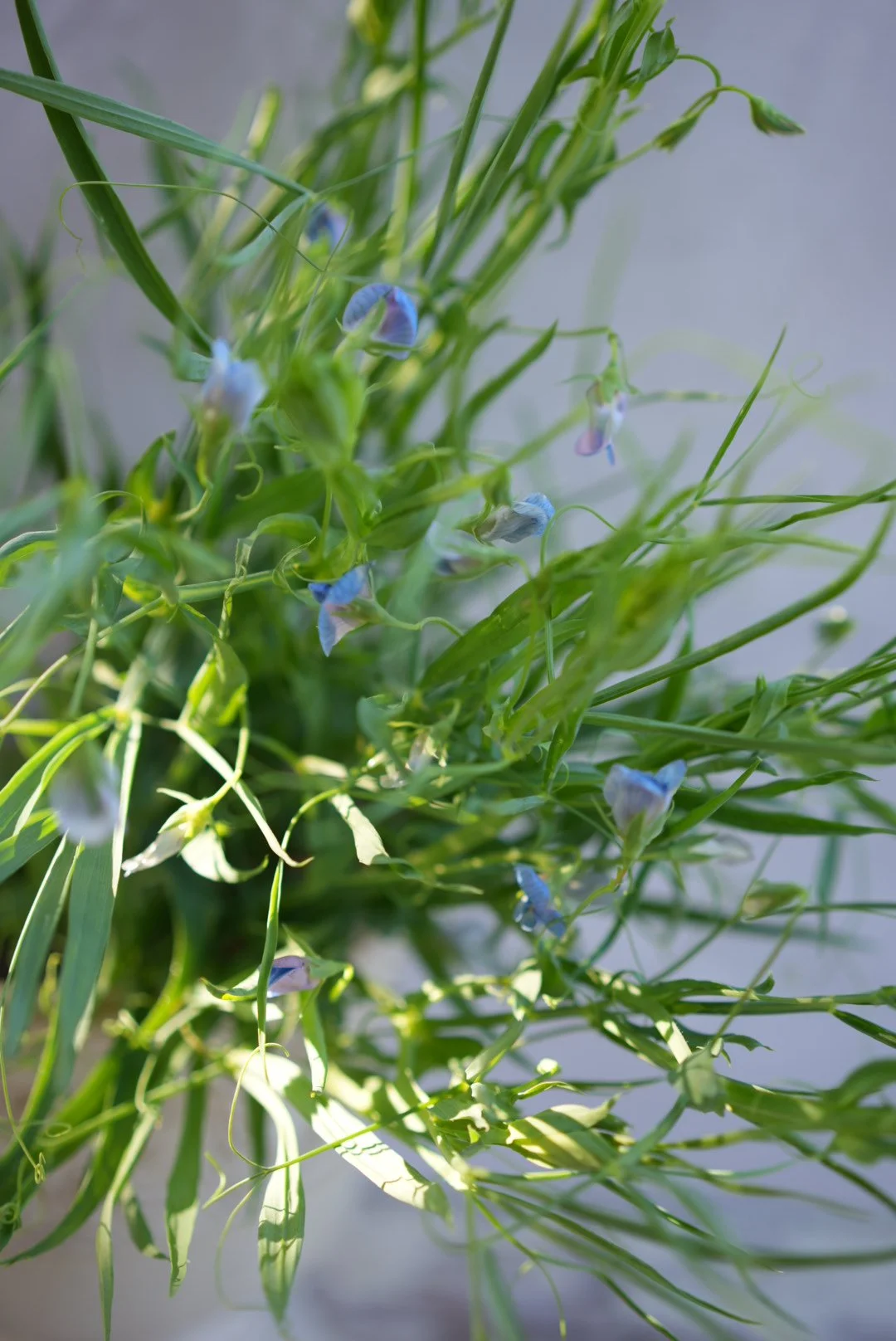 LATHYRUS azureus