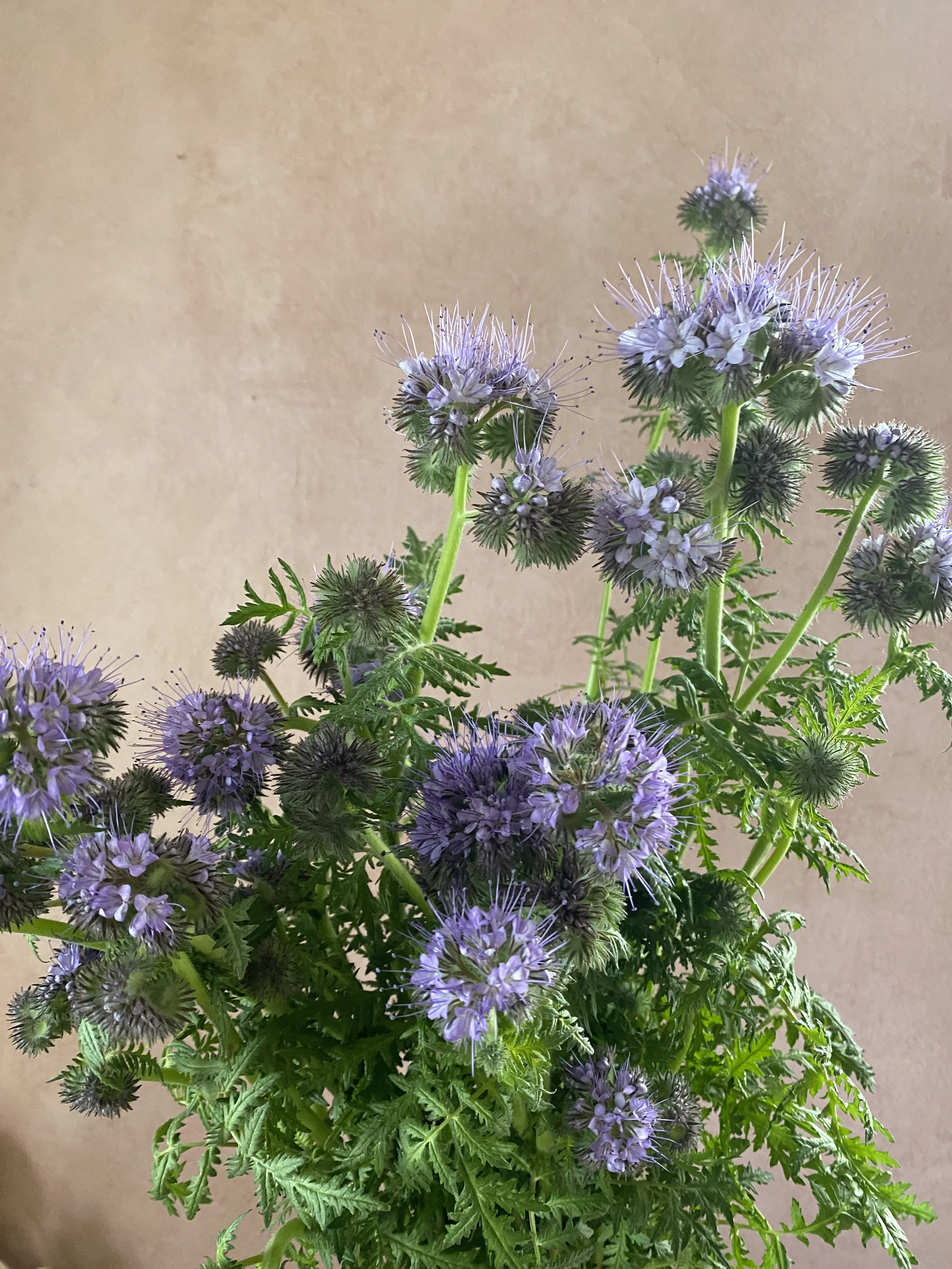 Phacelia 'Bee's Friend'
